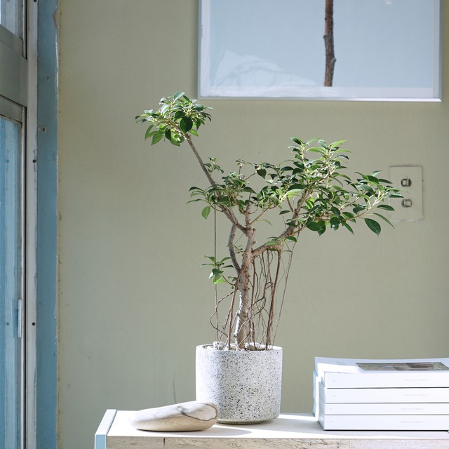 ガジュマル気根 Ayanas アヤナス 観葉植物のセレクトショップ 通販