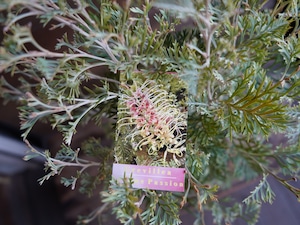 【現物】グレビレア ”クリームパッション” B