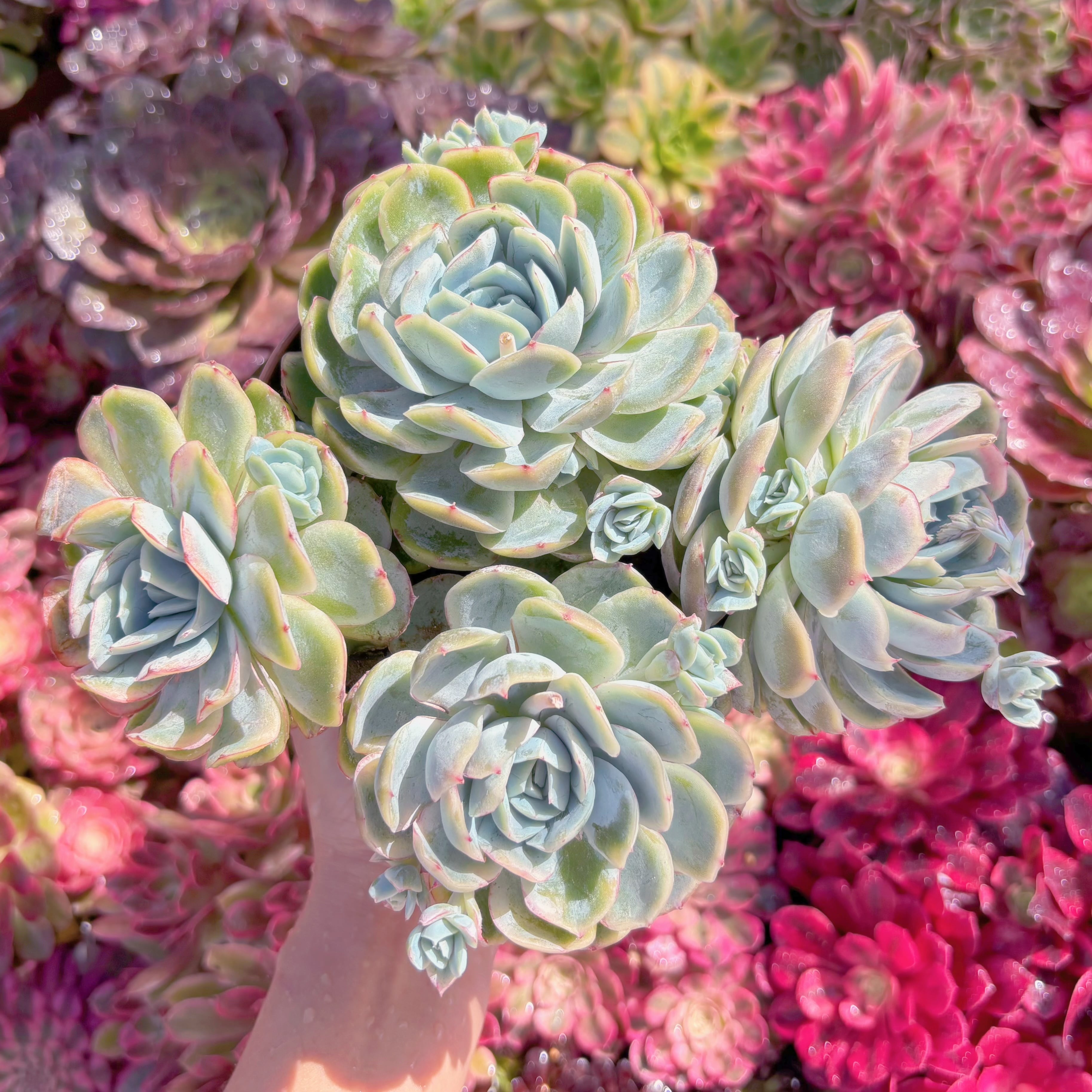 現品　Sina#K030　特大群生　新入荷　るる農園