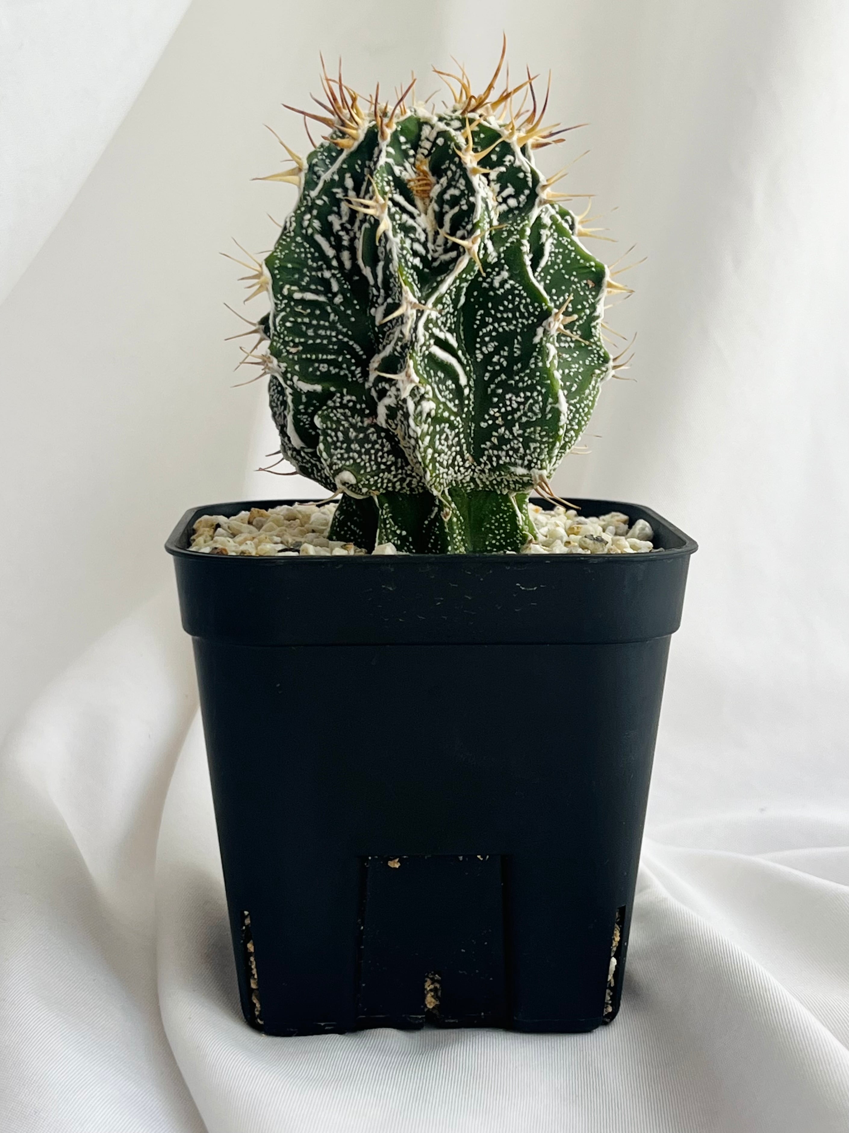 Astrophytum ornatum f. アストロフィツム 白条複隆般若 ライオン般若