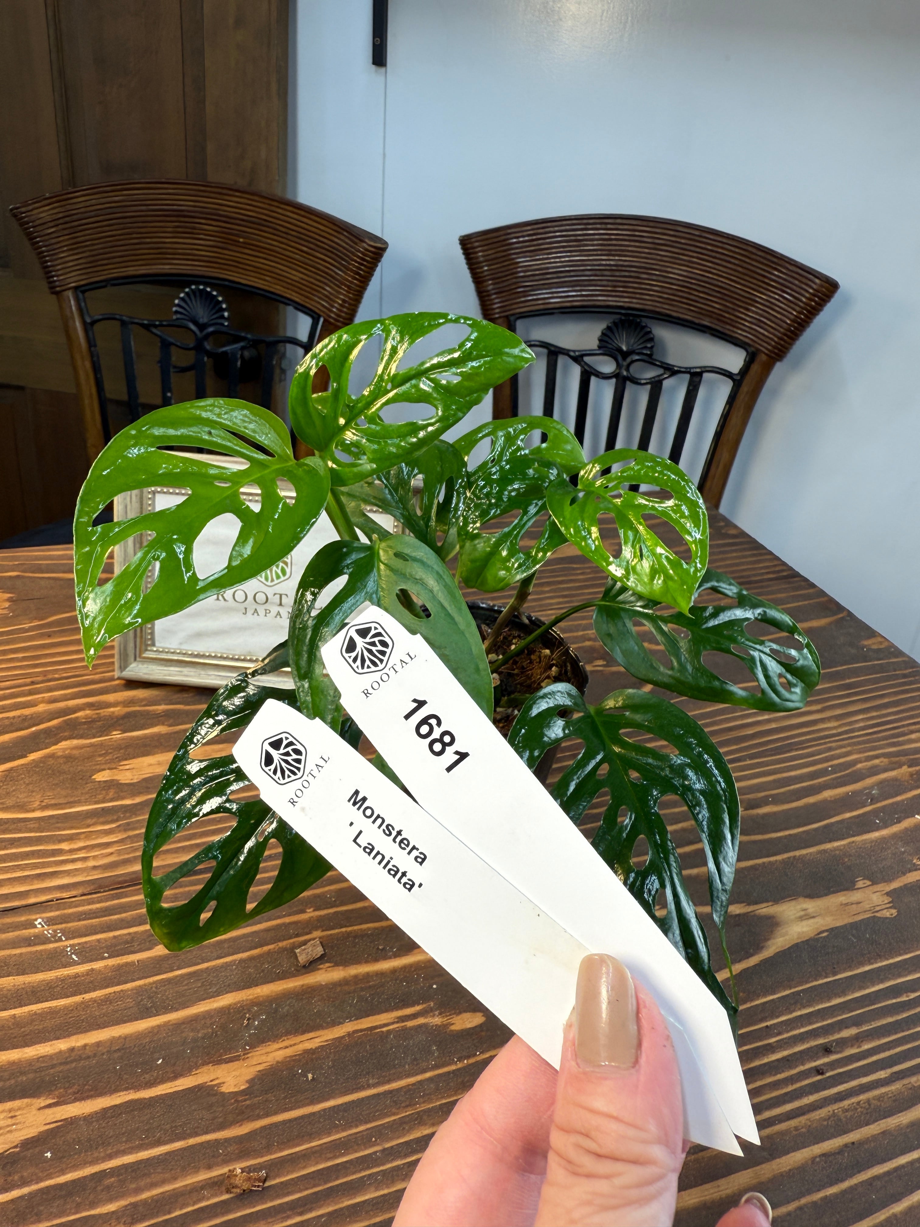 ★1681【エキゾチック】モンステラ ラニアータ(3号ポット)