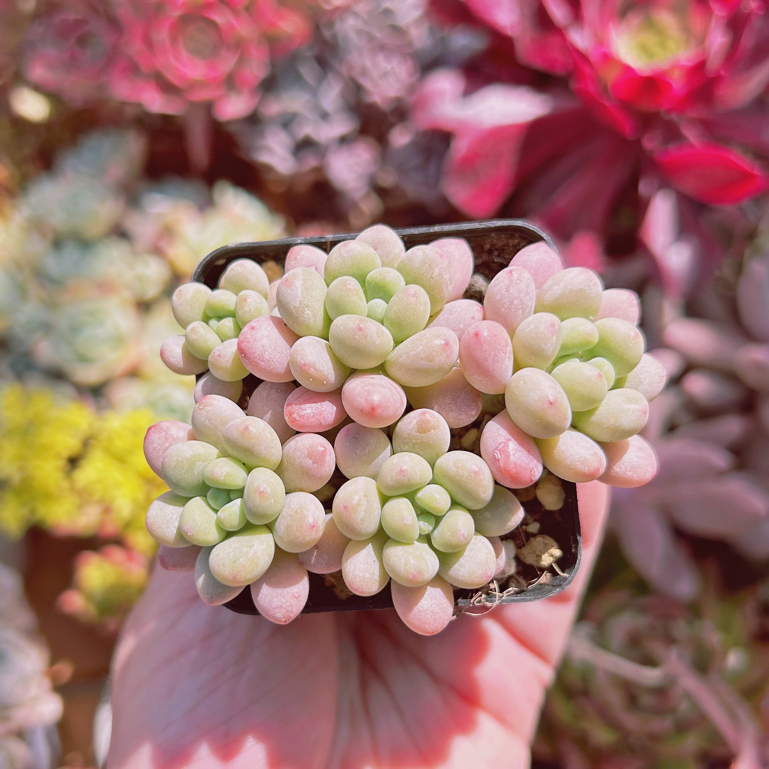 912現物　多肉植物　キャビア　抜き苗