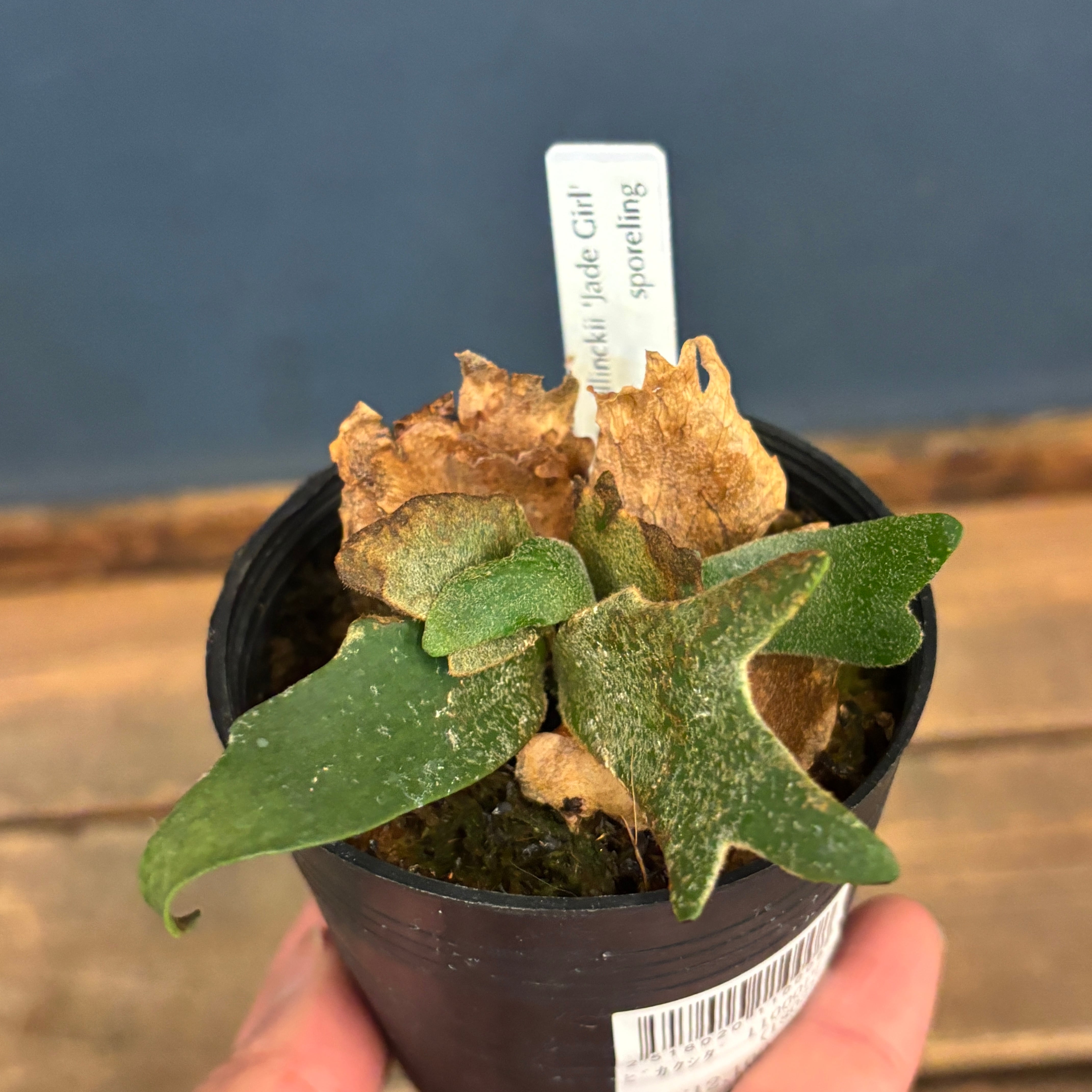 コウダイ様リクエスト品　他の方は御購入お控え下さい。 クリアランス】ビカクシダ ジェイドガール P. willinckii 'Jade Girl