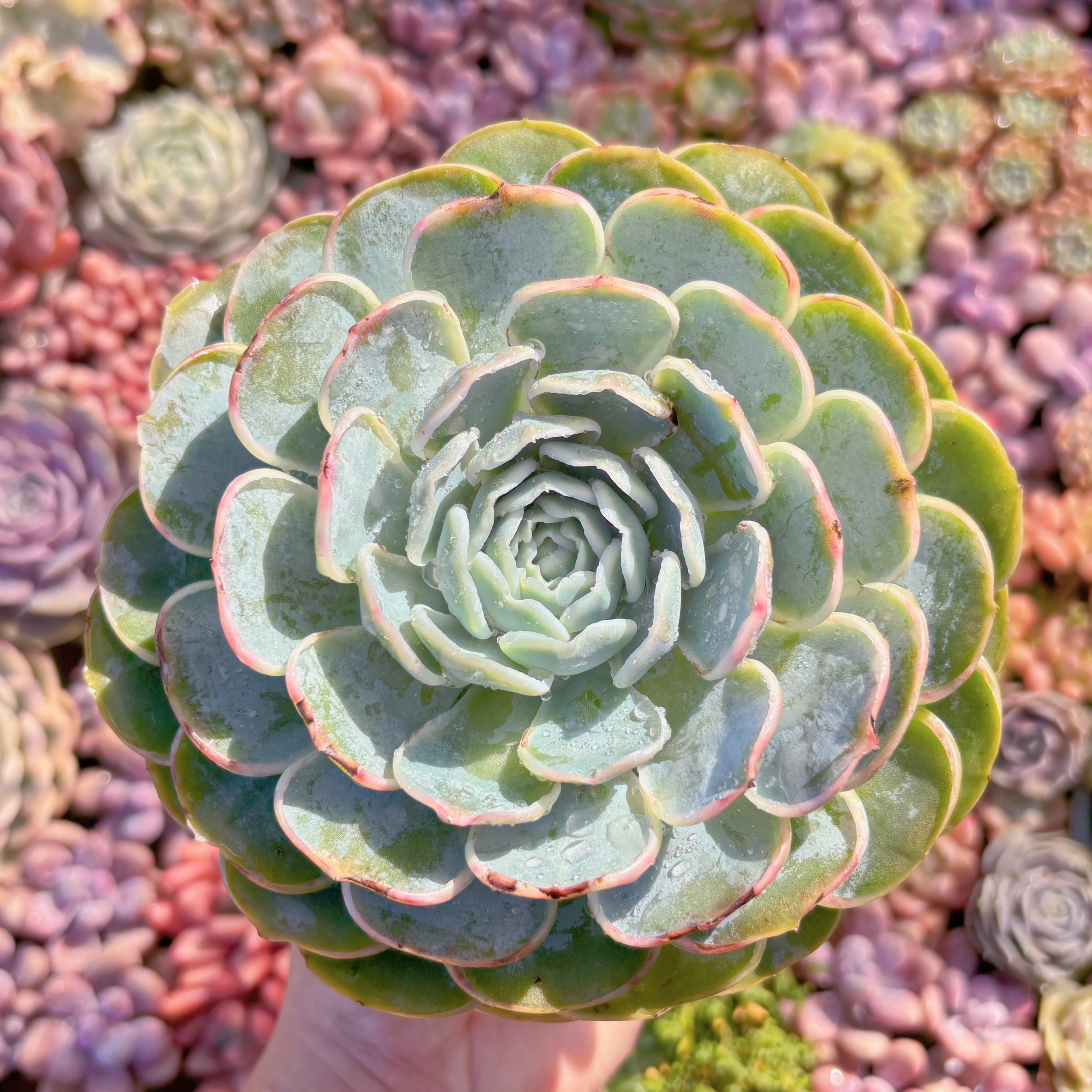 現品　新品種　芍薬#625　大苗　るる農園