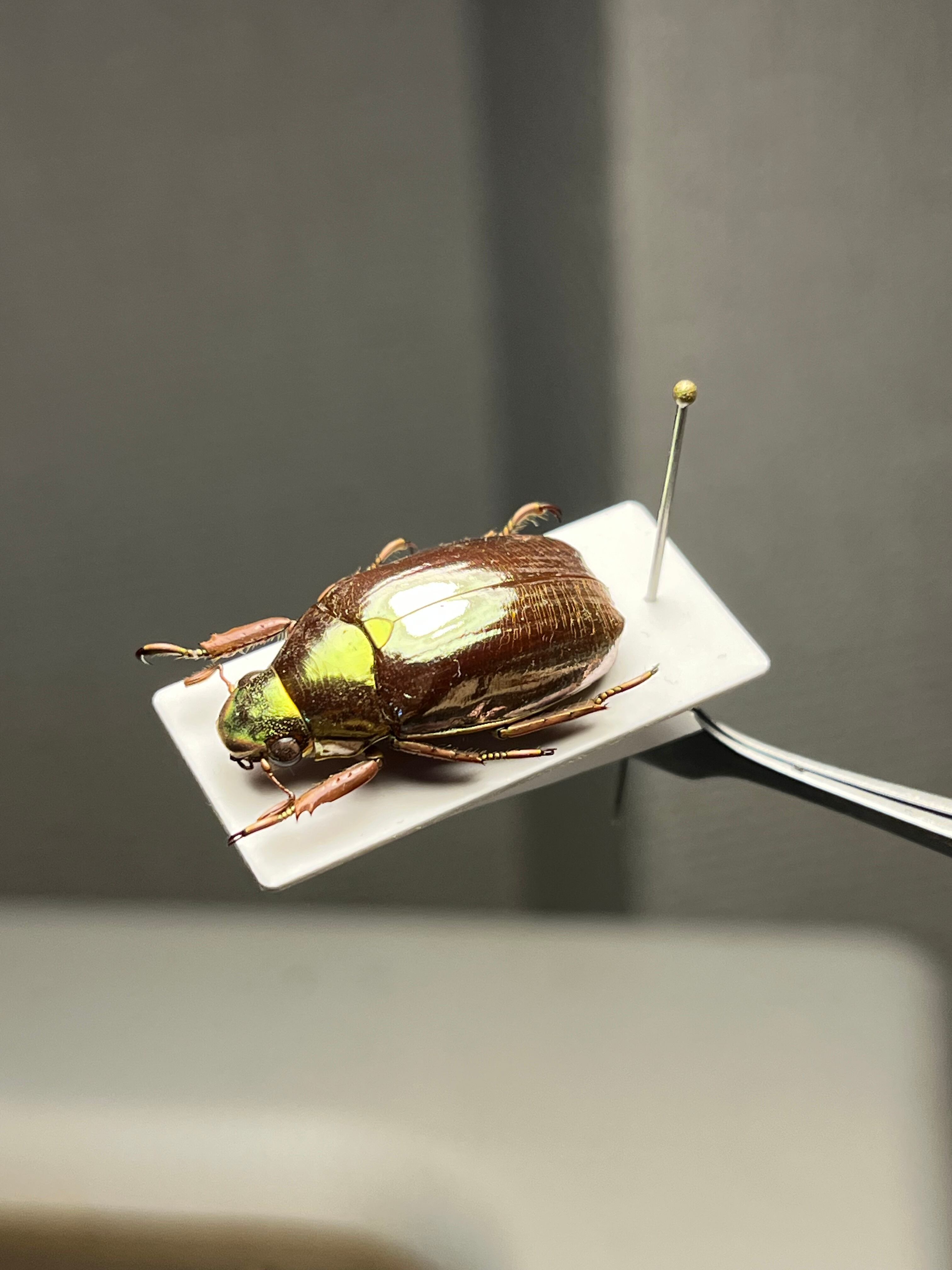 23mm】オプティマプラチナコガネ 標本 頭が金！カナブン ウグイス