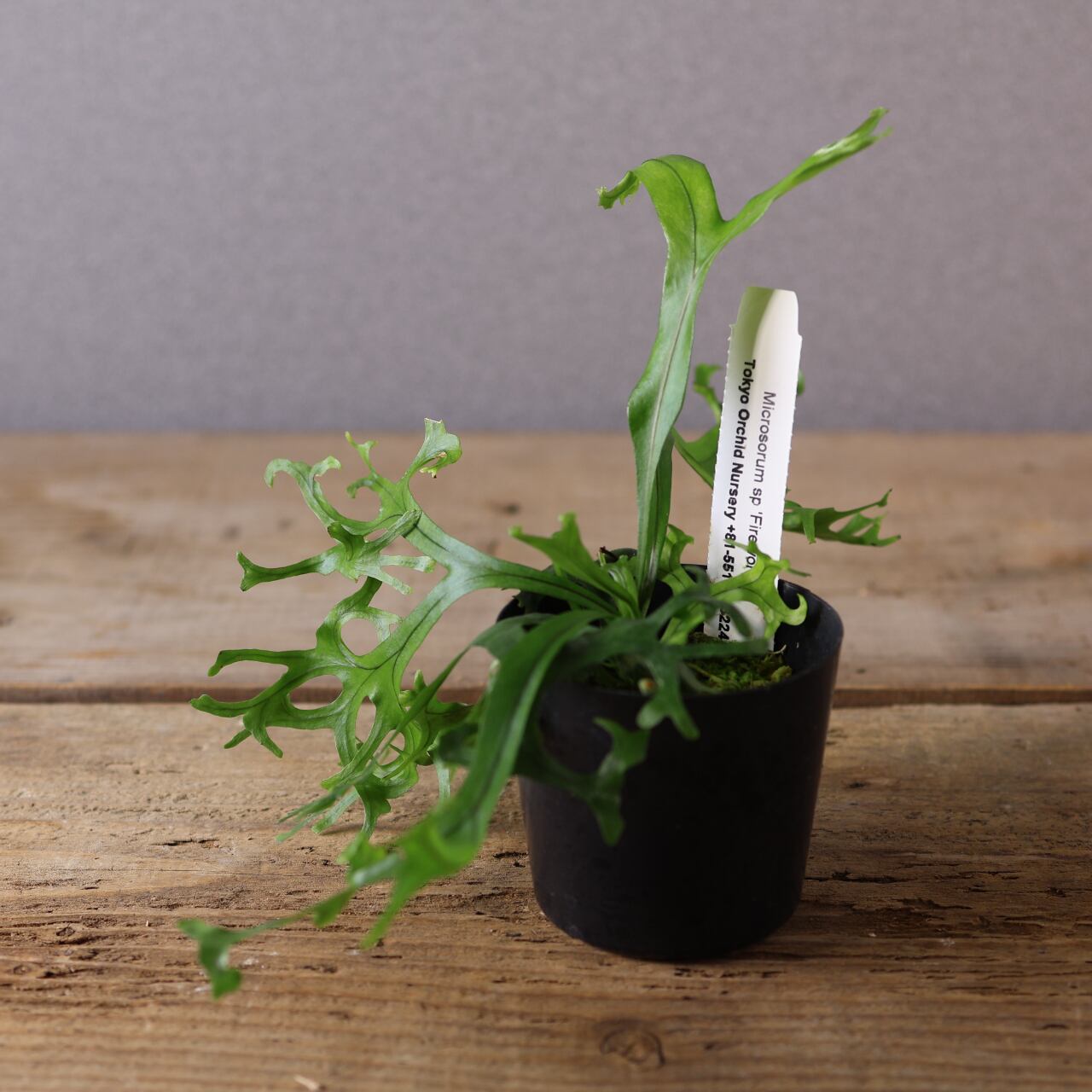 410 弾ける花火『ミクロソラム sp 'Fireworks'』観葉植物 【送料無料