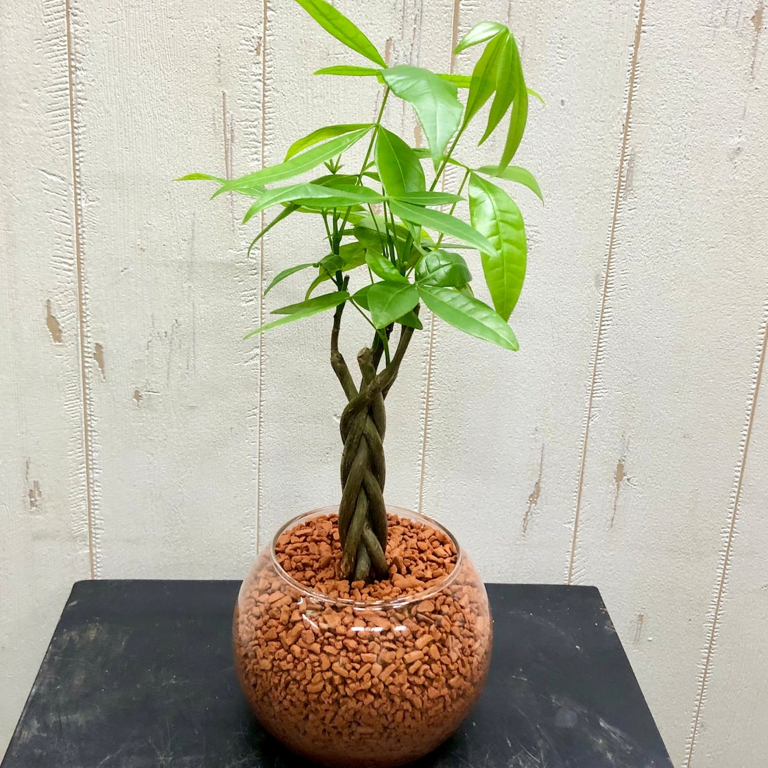 現品】観葉植物 パキラ 何気なく アクアティカ 編み込み仕立て 8号鉢