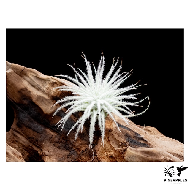 Tillandsia tectorum var. globosa(Sサイズ)