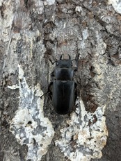 【WD】《メタリフェルホソアカ亜種フィナエ 86mm ペア》