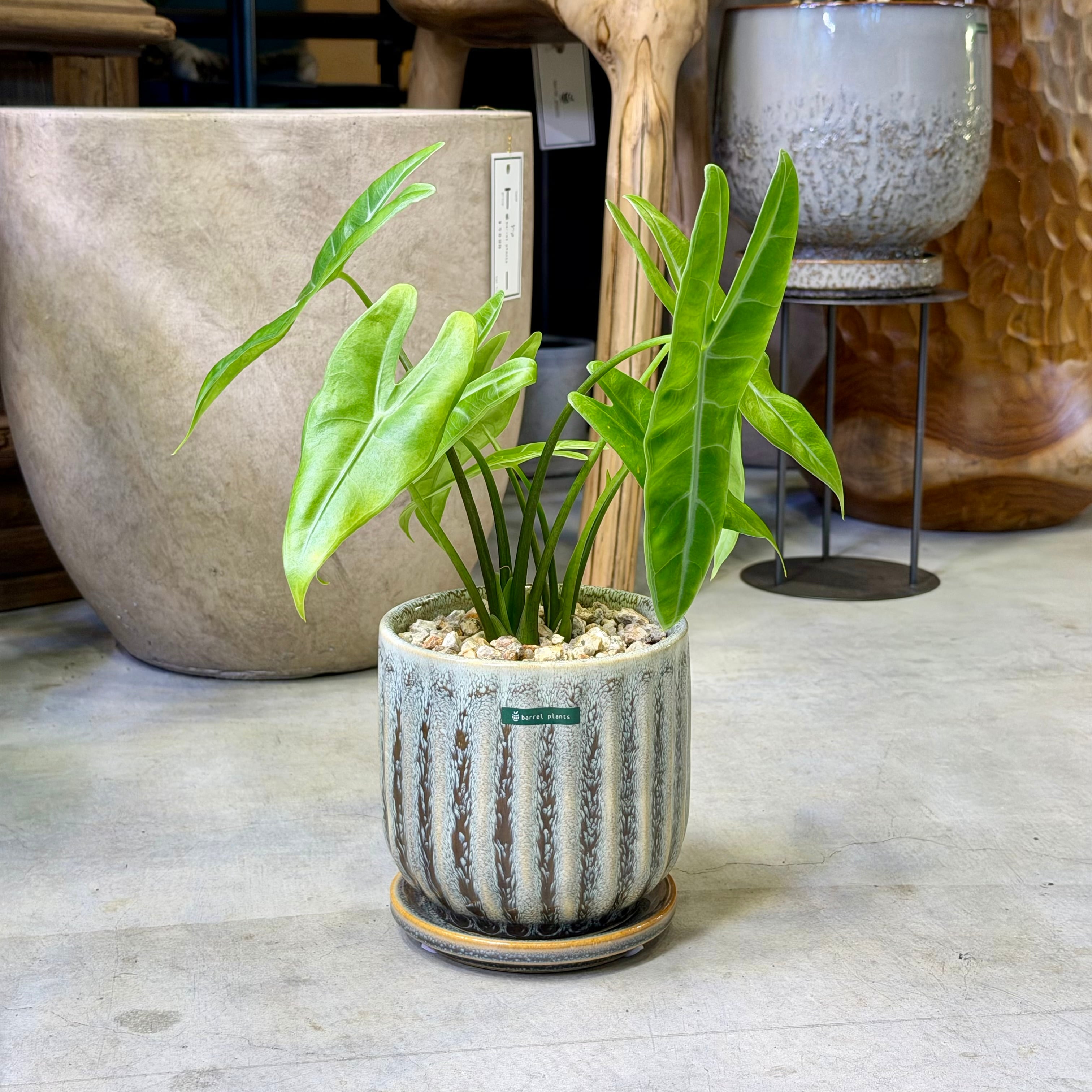 アロカシア・マハラニ | barrelplants_BONSAI