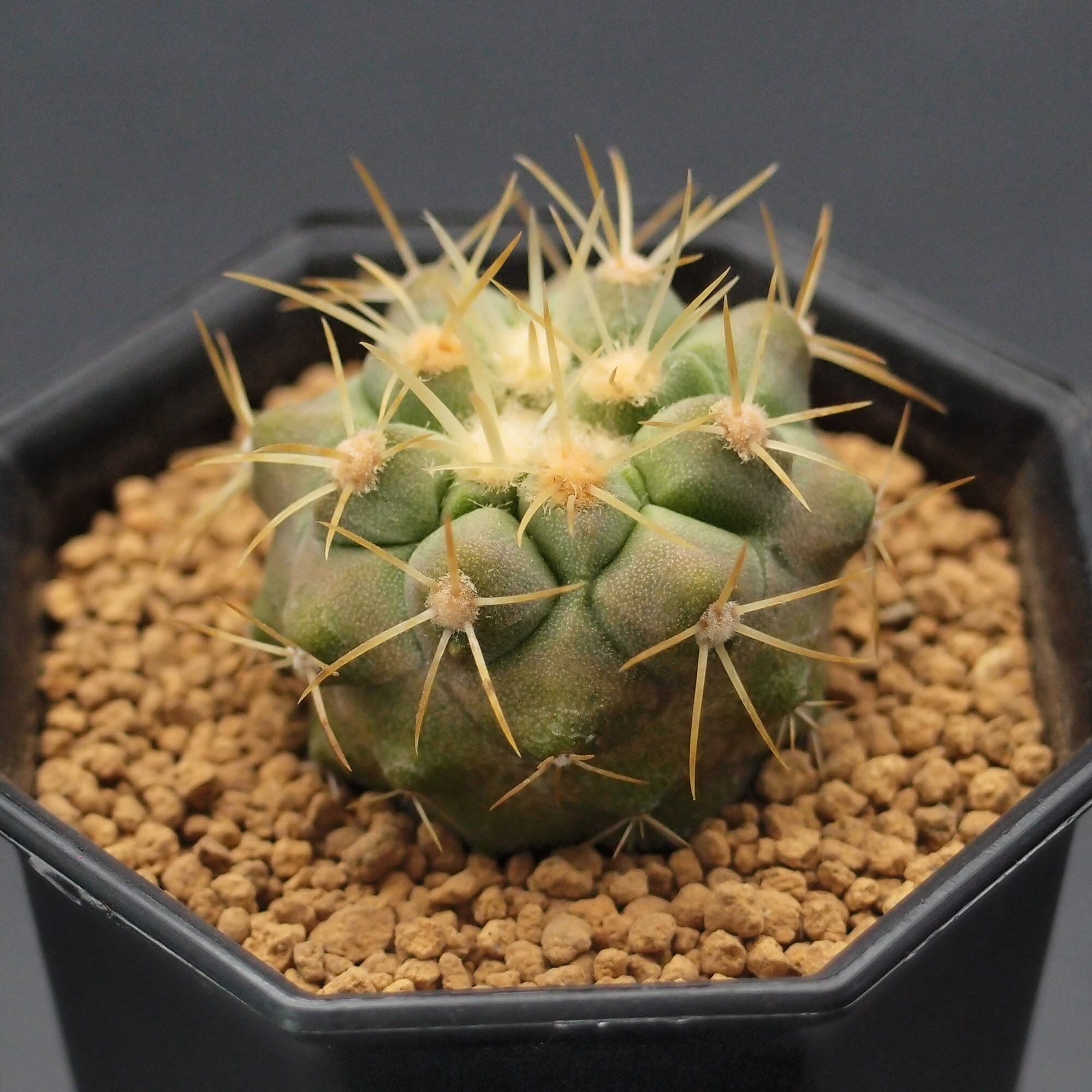 コピアポア ギガンティア 逆鱗丸 大群生株