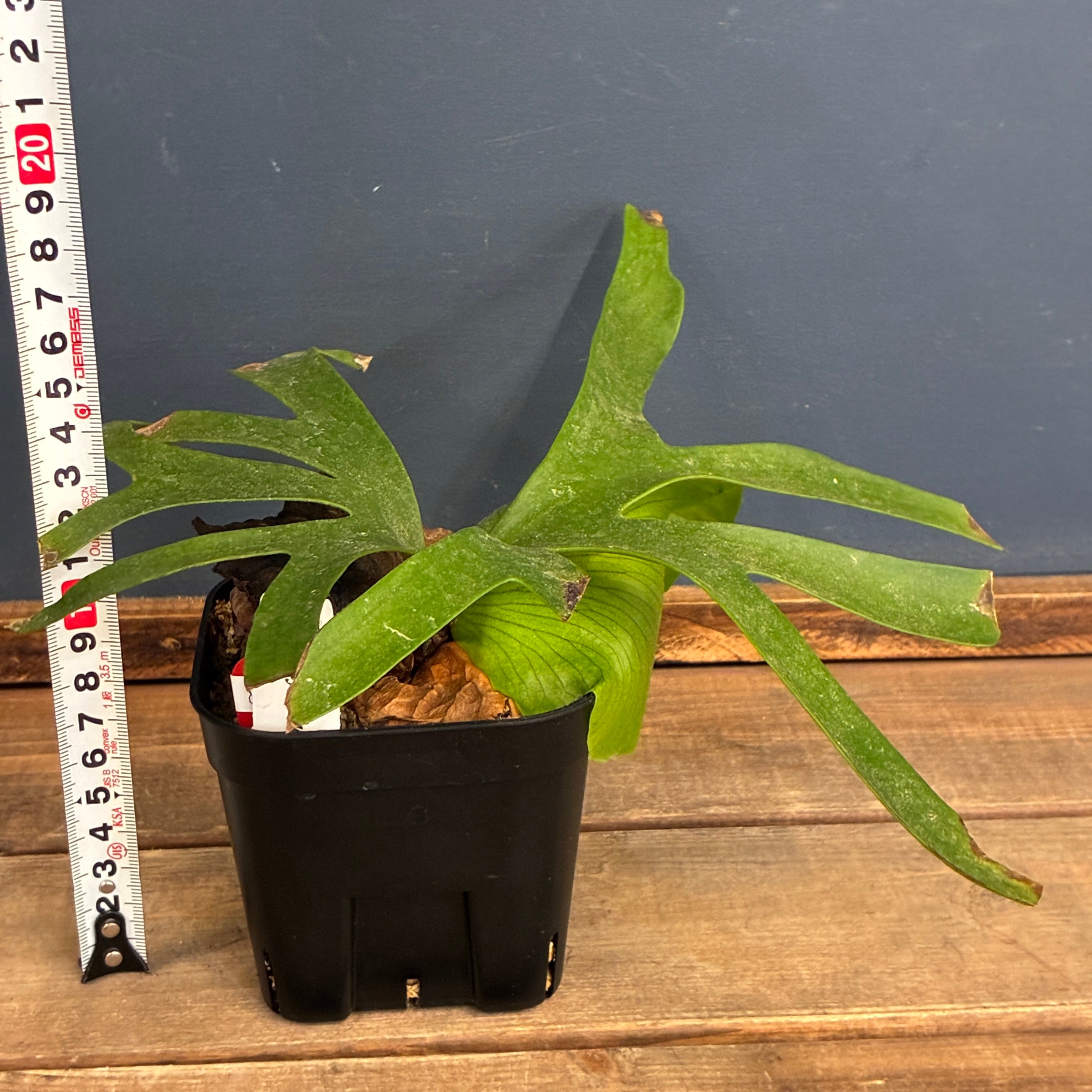 ビカクシダフェア対象】【クリアランス】ビカクシダ P. coronarium cv