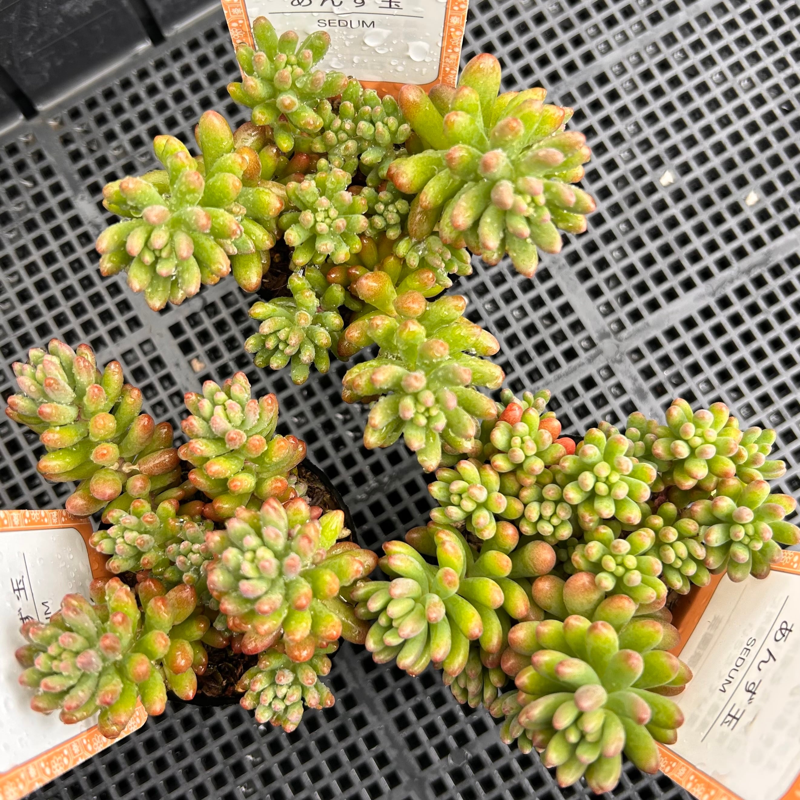 あんず玉（雫ファーム）限定2点 | RuPo 多肉植物専門店