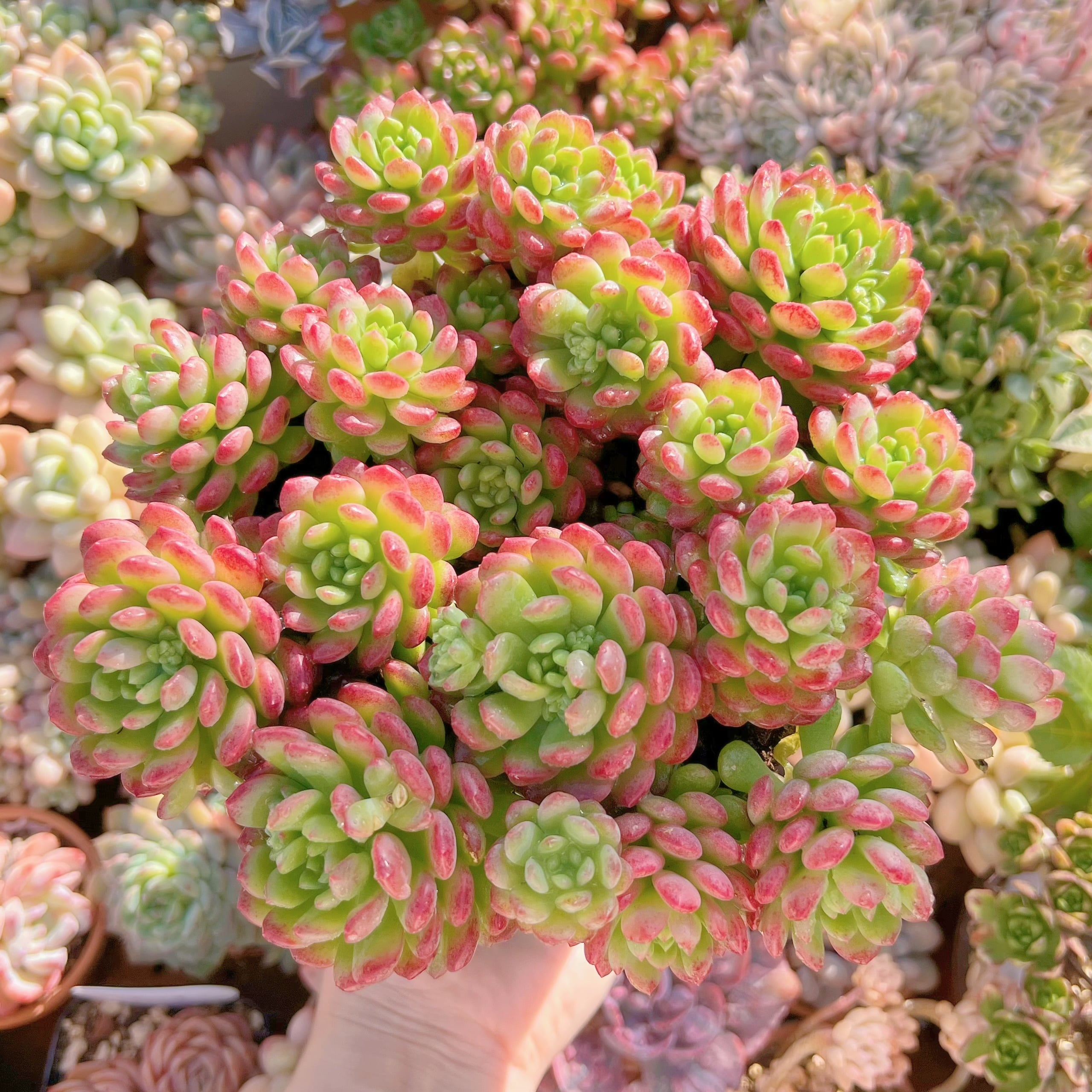 現品　コルネット#646　特大群生　るる農園