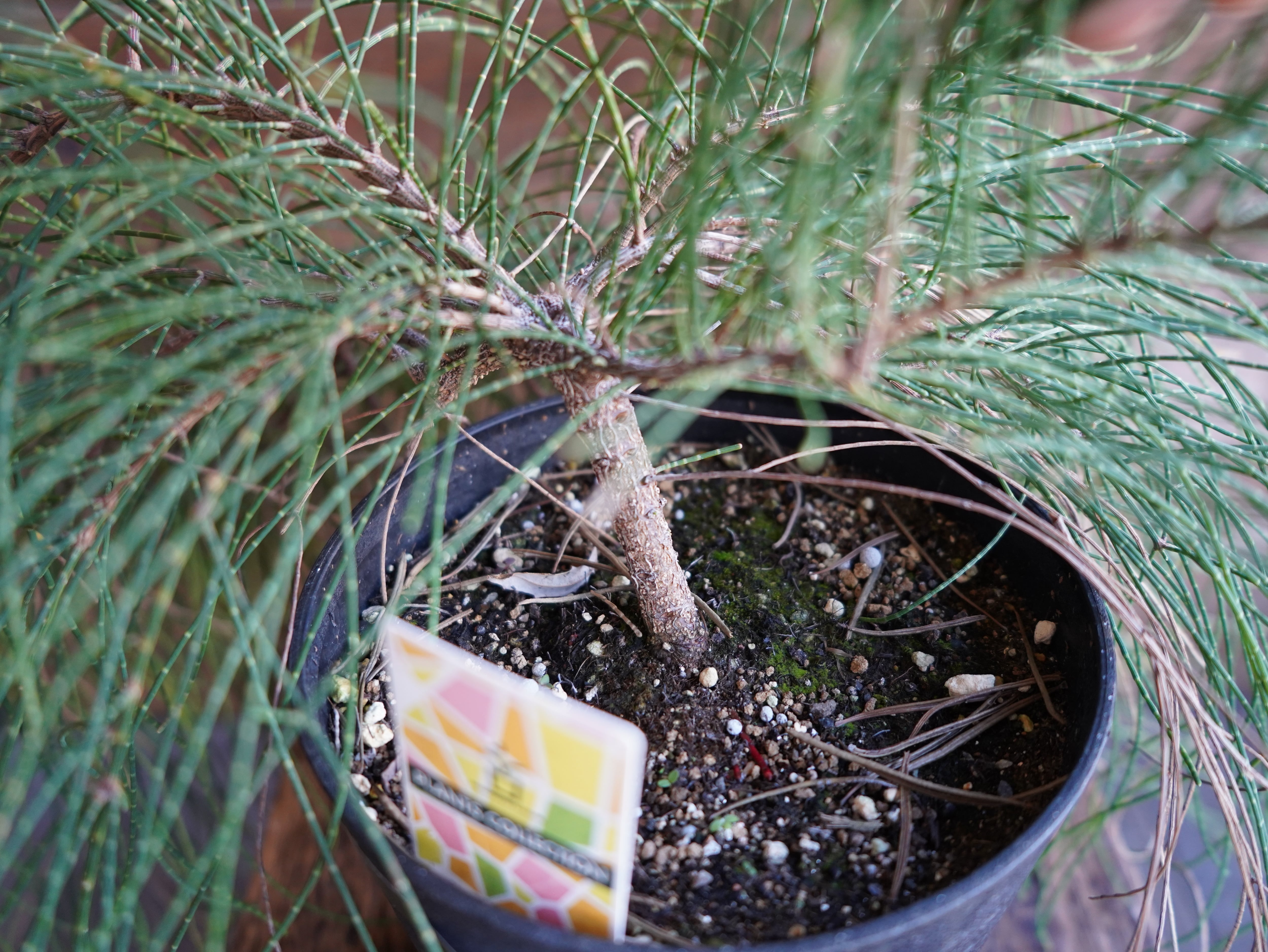 【現物】カジュアリーナ　カズンイット