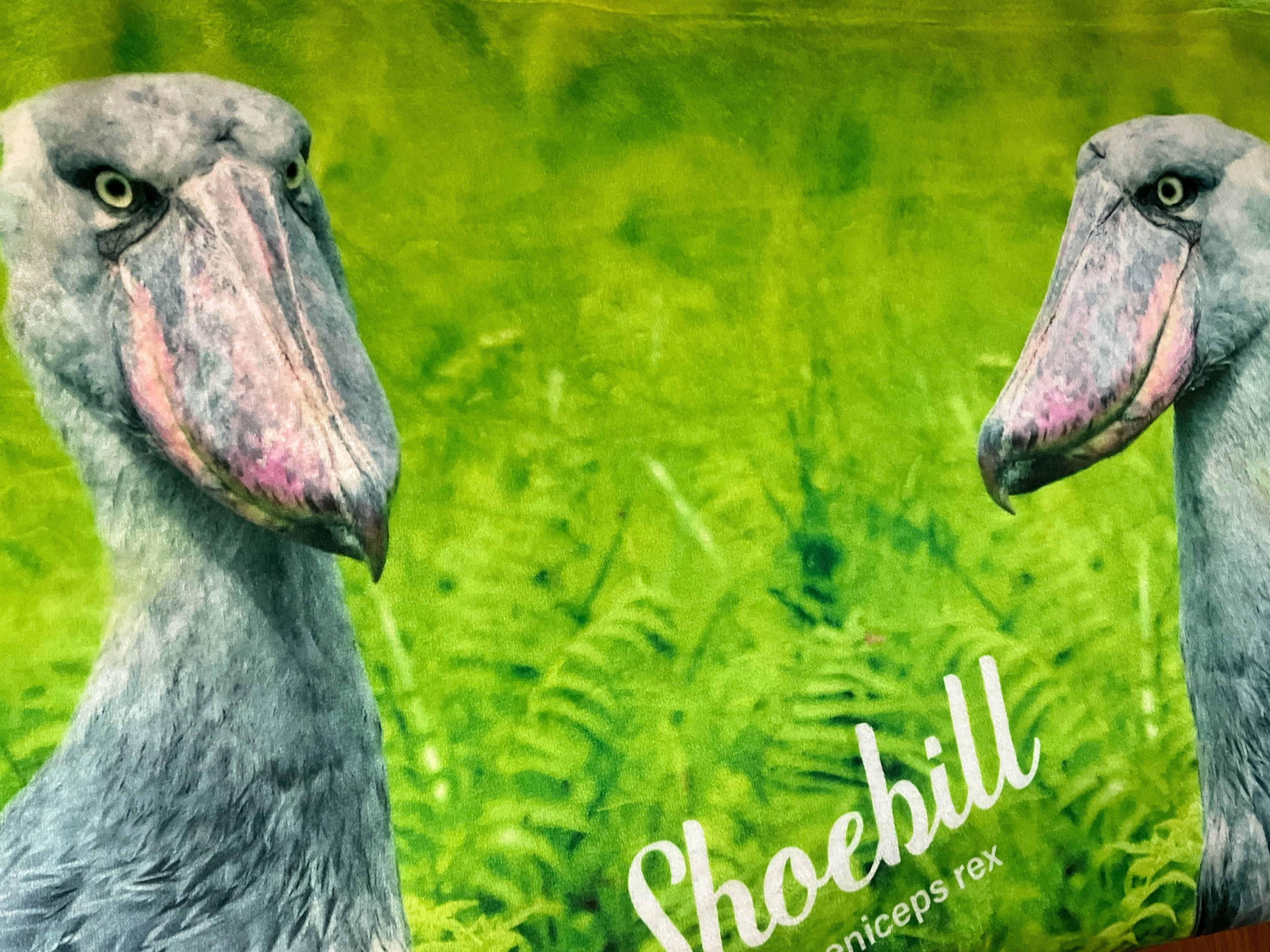 ハシビロコウ | SOTONEKO JAPAN