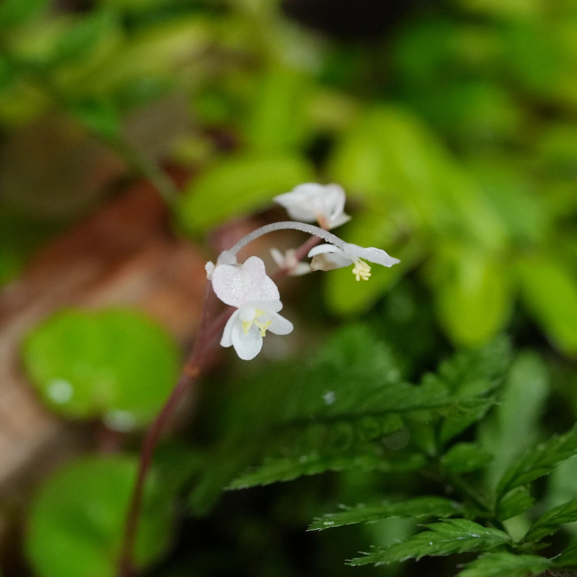 ベゴニア リケノラ Begonia lichenora｜苔テラリウム作製用素材