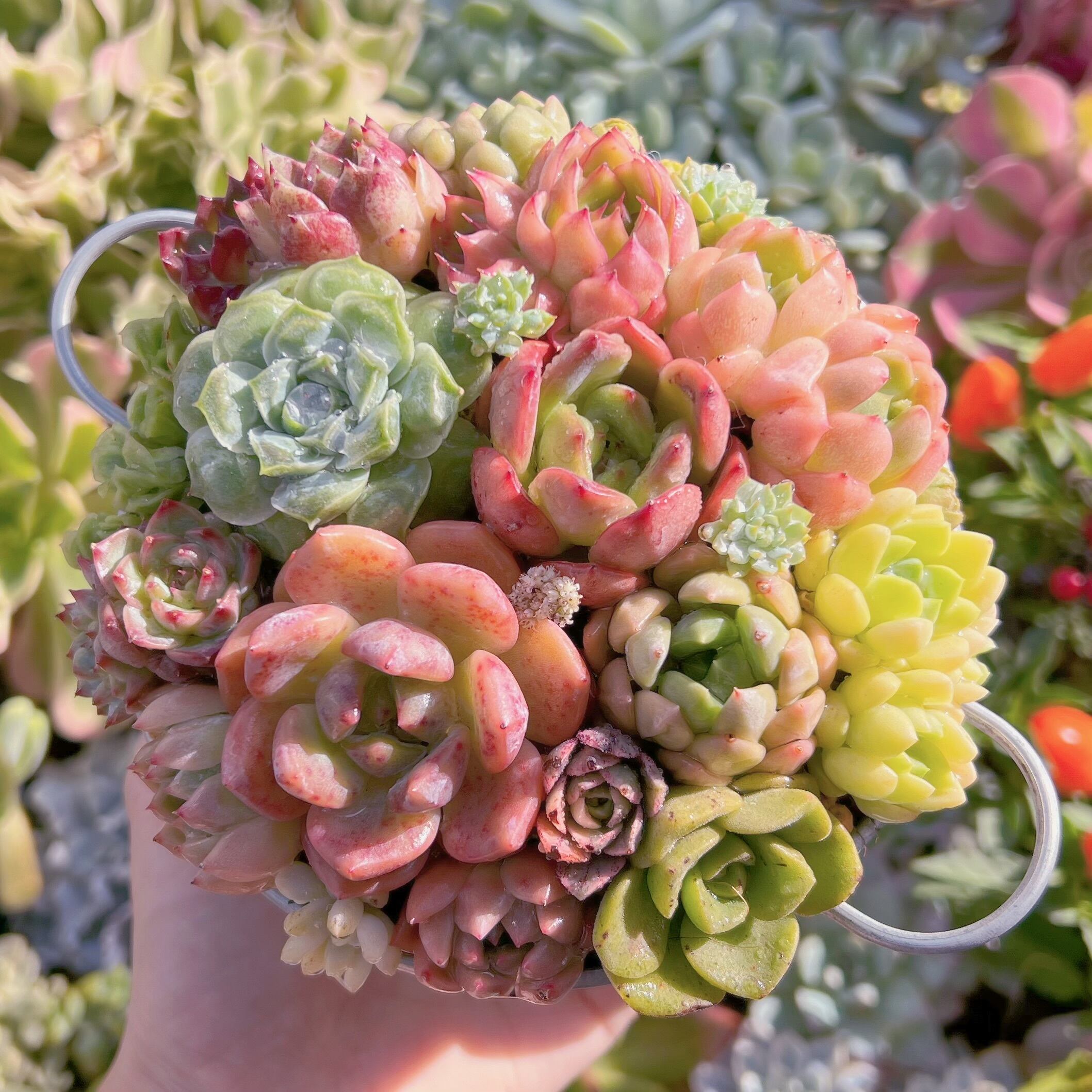 現物 寄せ植え鍋セット#222 るる農園 | るる農園~多肉植物専門