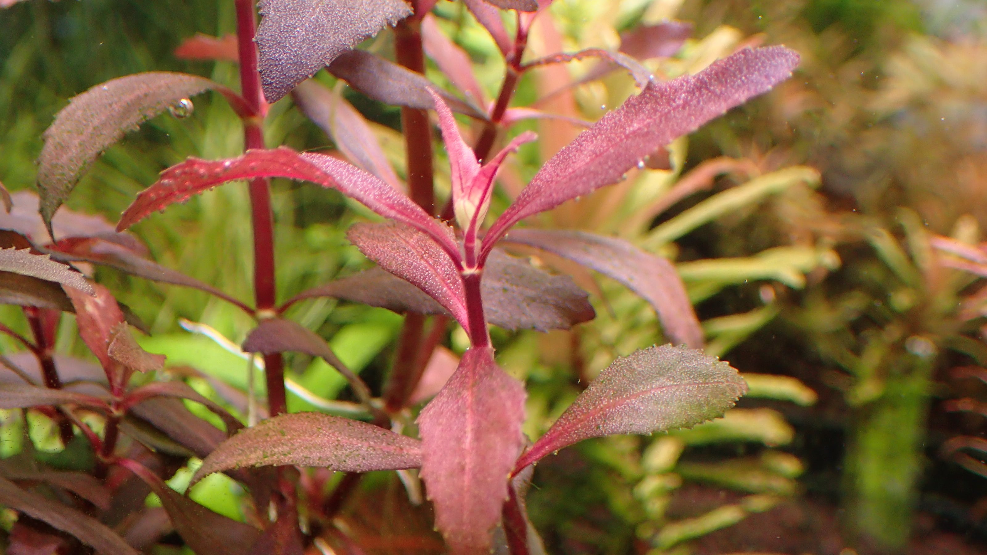 Bucephalandra sp Nanga Taman 1株 | 熱帯植物 水草