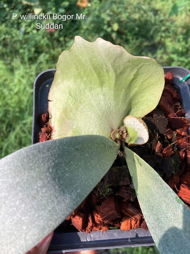 P.willinkii Bogor Mr. Suddan 【artPLANTs】ビカクシダ/Platycerium