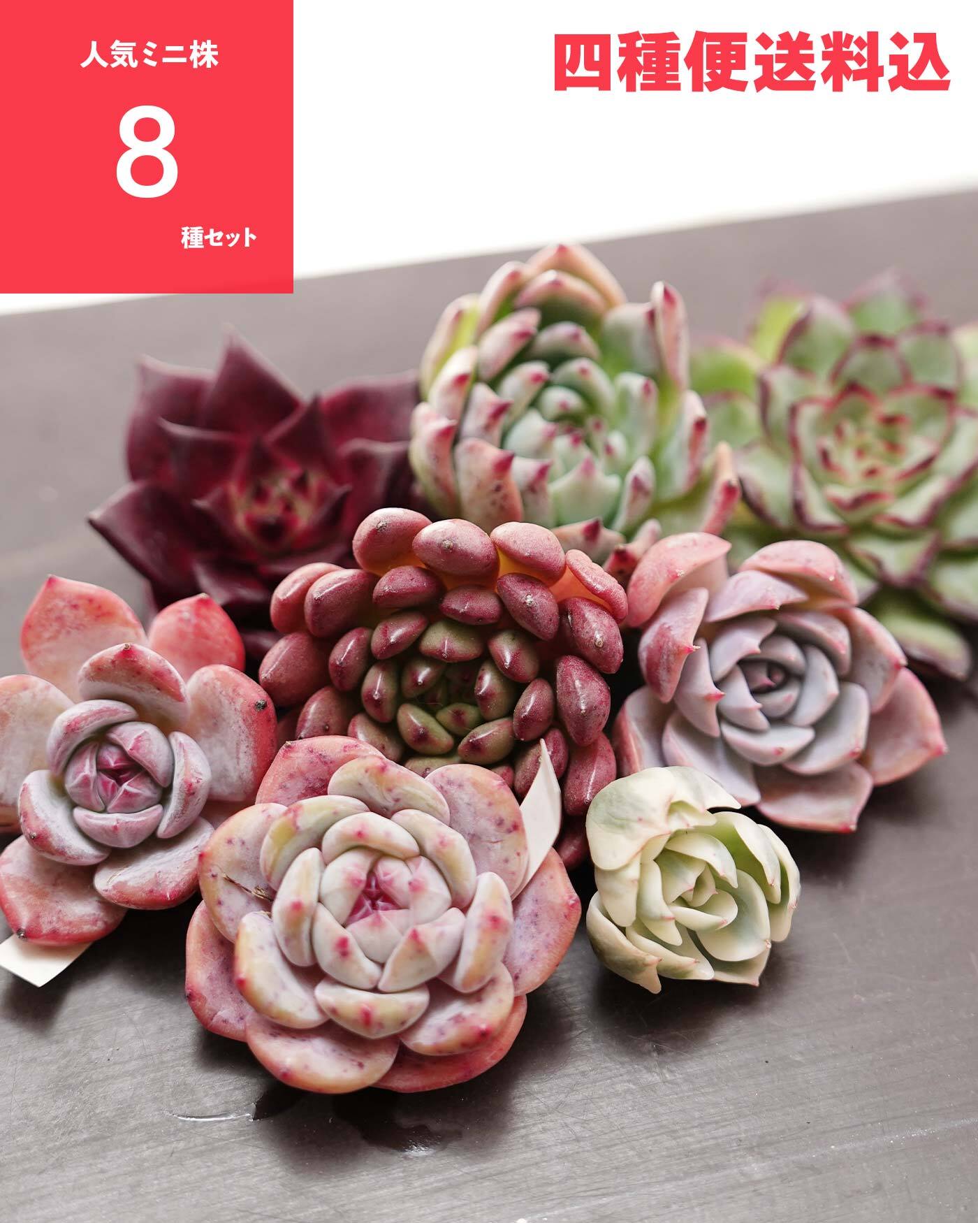 NEW RELEASE | PUKUBOOK SUCCULENTS