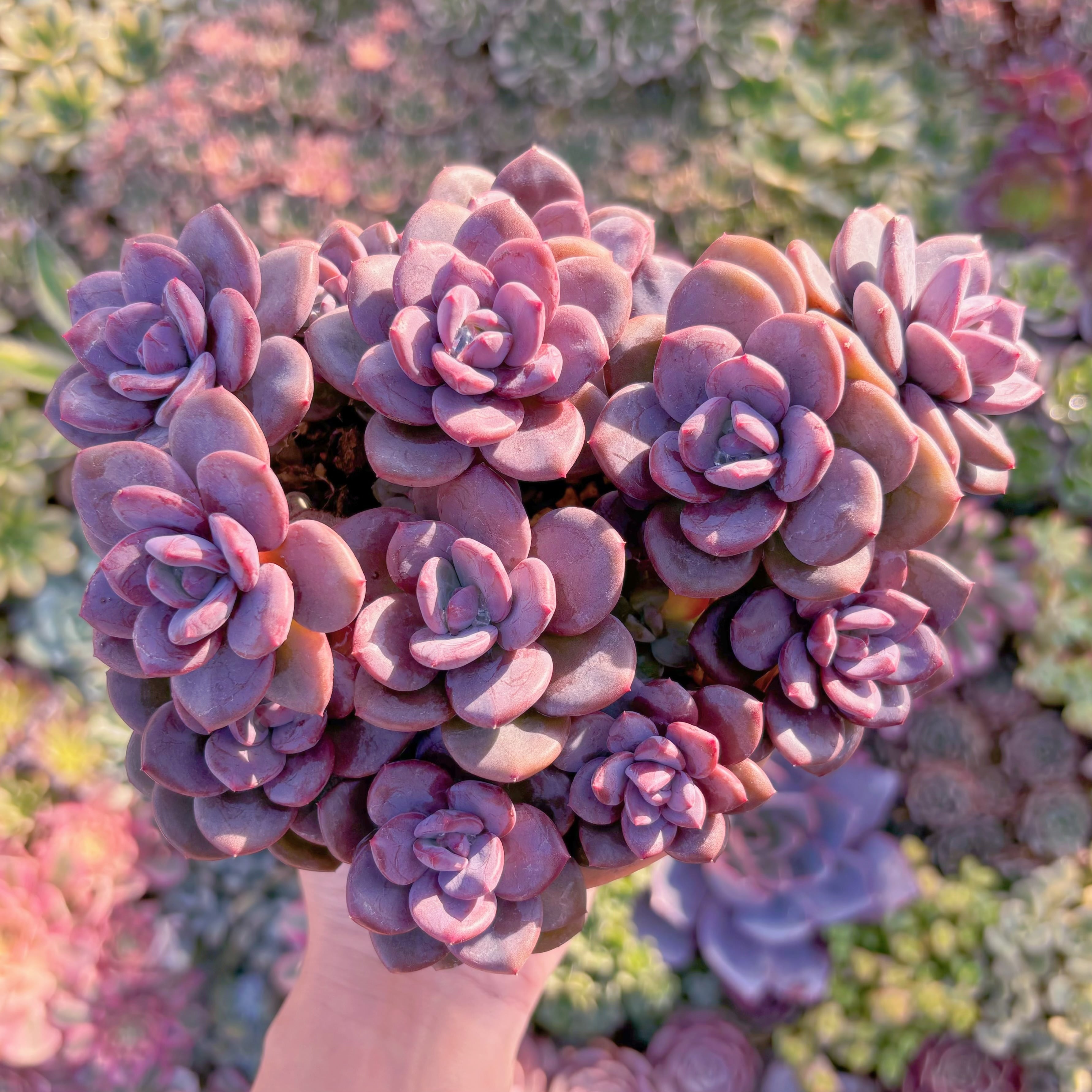 現品　トリュフ(松露)#M247　希少　在庫僅少　新入荷　るる農園