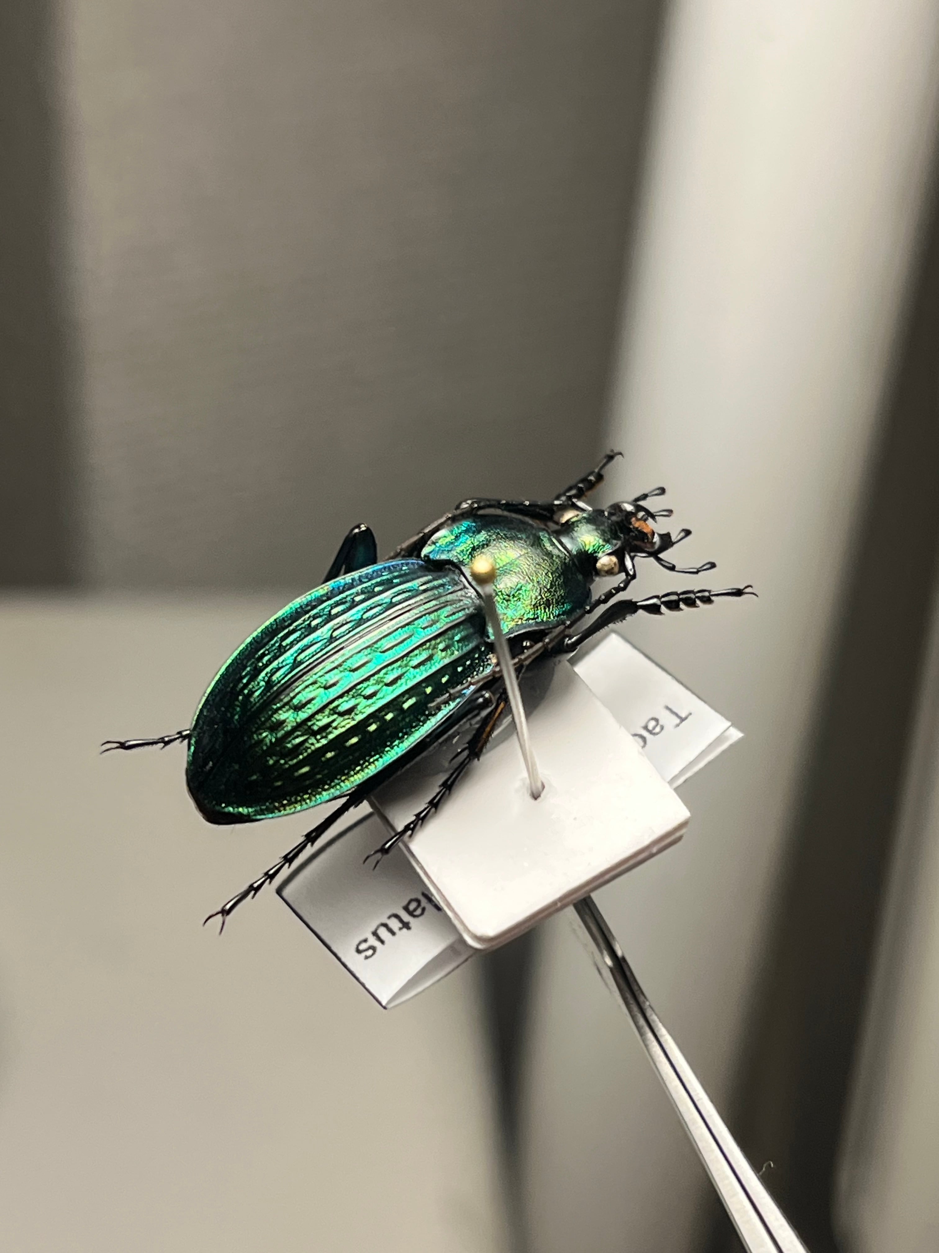 29mm】コブスジキンイロオサムシ エリスカブリモドキ オサムシ標本