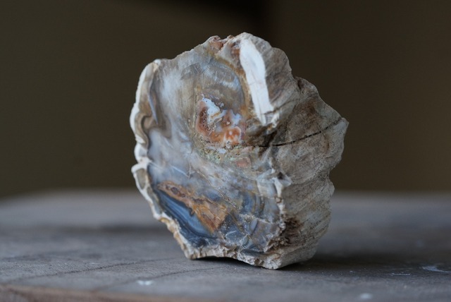 珪化木 Araucarioxylon ⑨