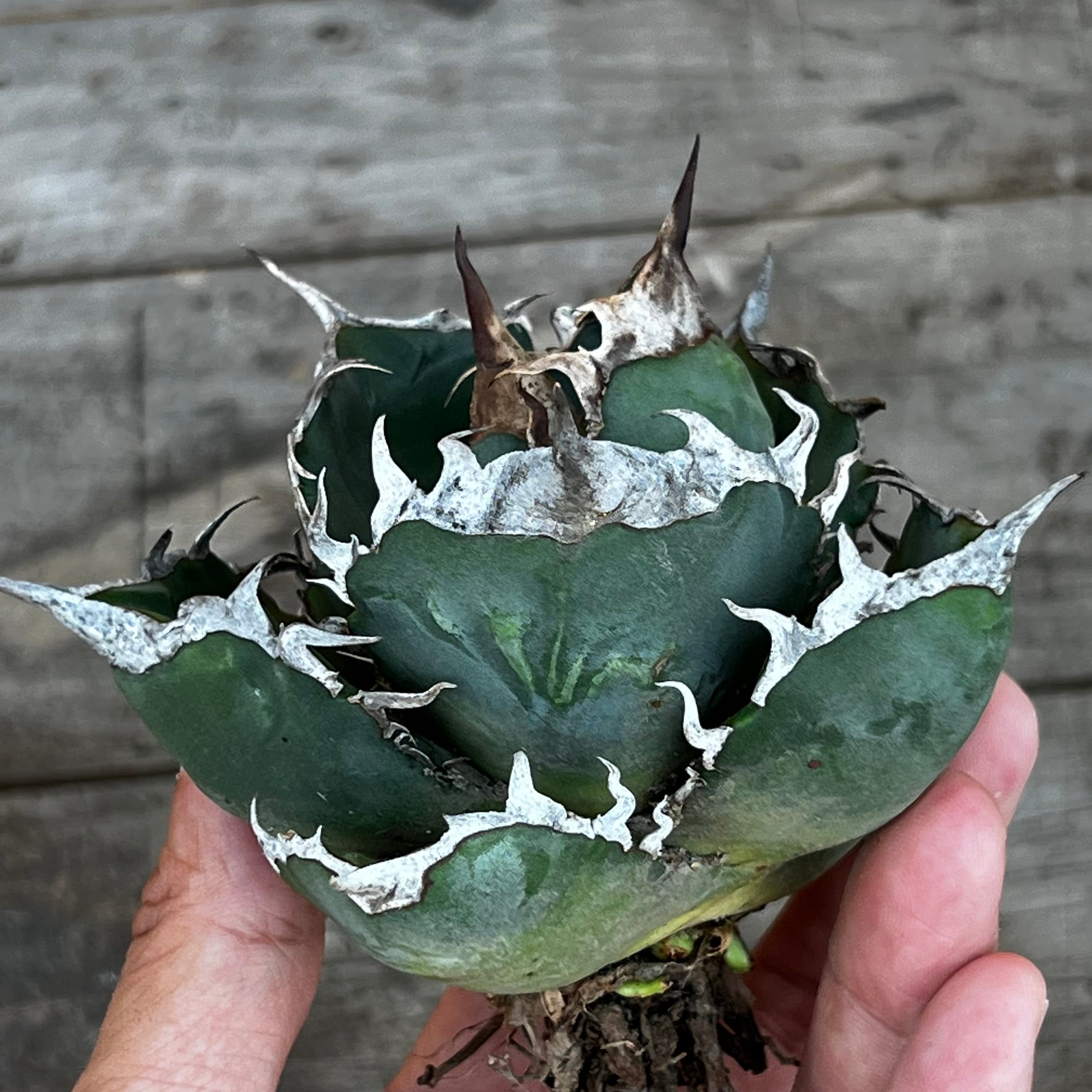 アガベ　Agave SAD アガベSAD錦