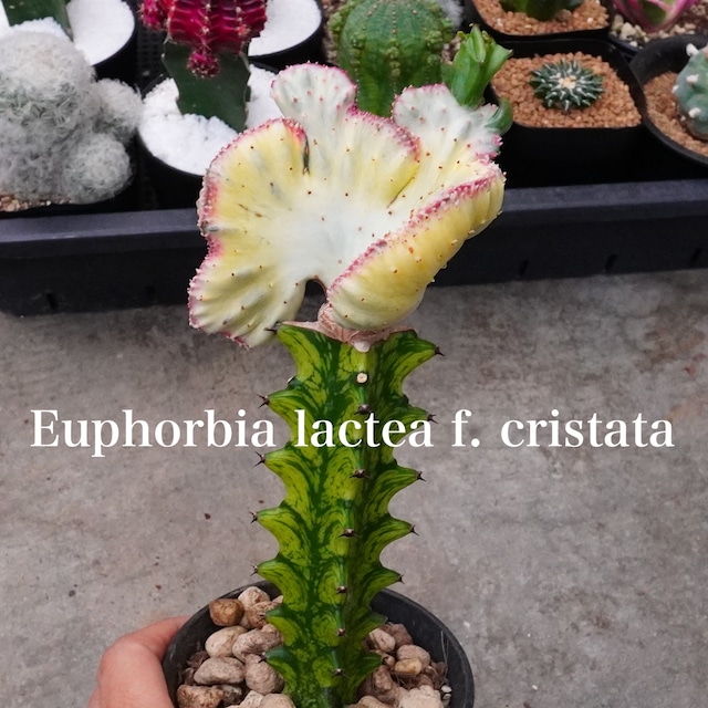 個性的なサボテンのような植物！極美【マハラジャ 2】ユーフォルビア　Euphorbia lactea f. cristata