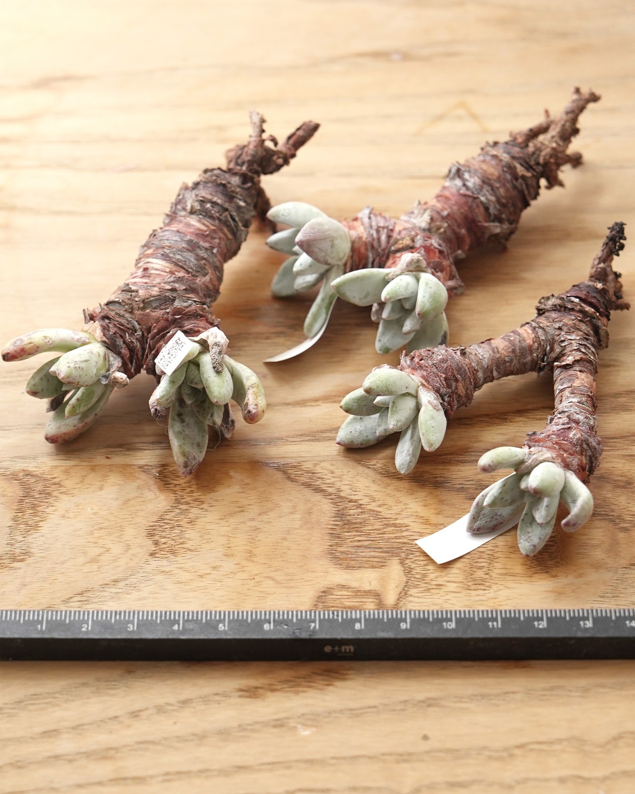 カット苗 ダドレア パウシフローラ L Dudleya pauciflora
