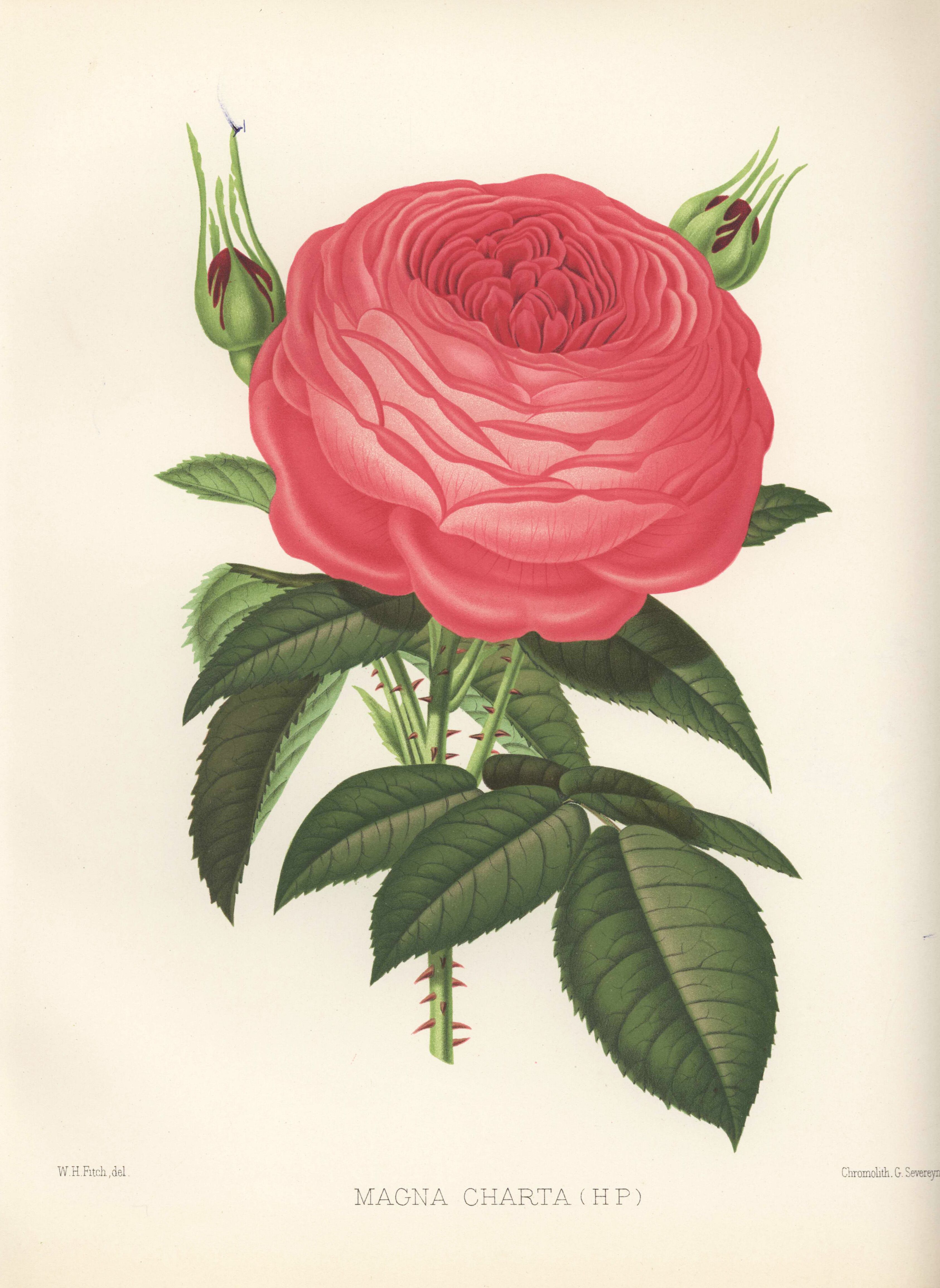 ボタニカルアート バラのポスター | J Jeffery POSTER