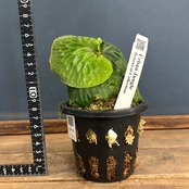 ビカクシダ　マダガスカリエンセ　P.madagascariense【777】