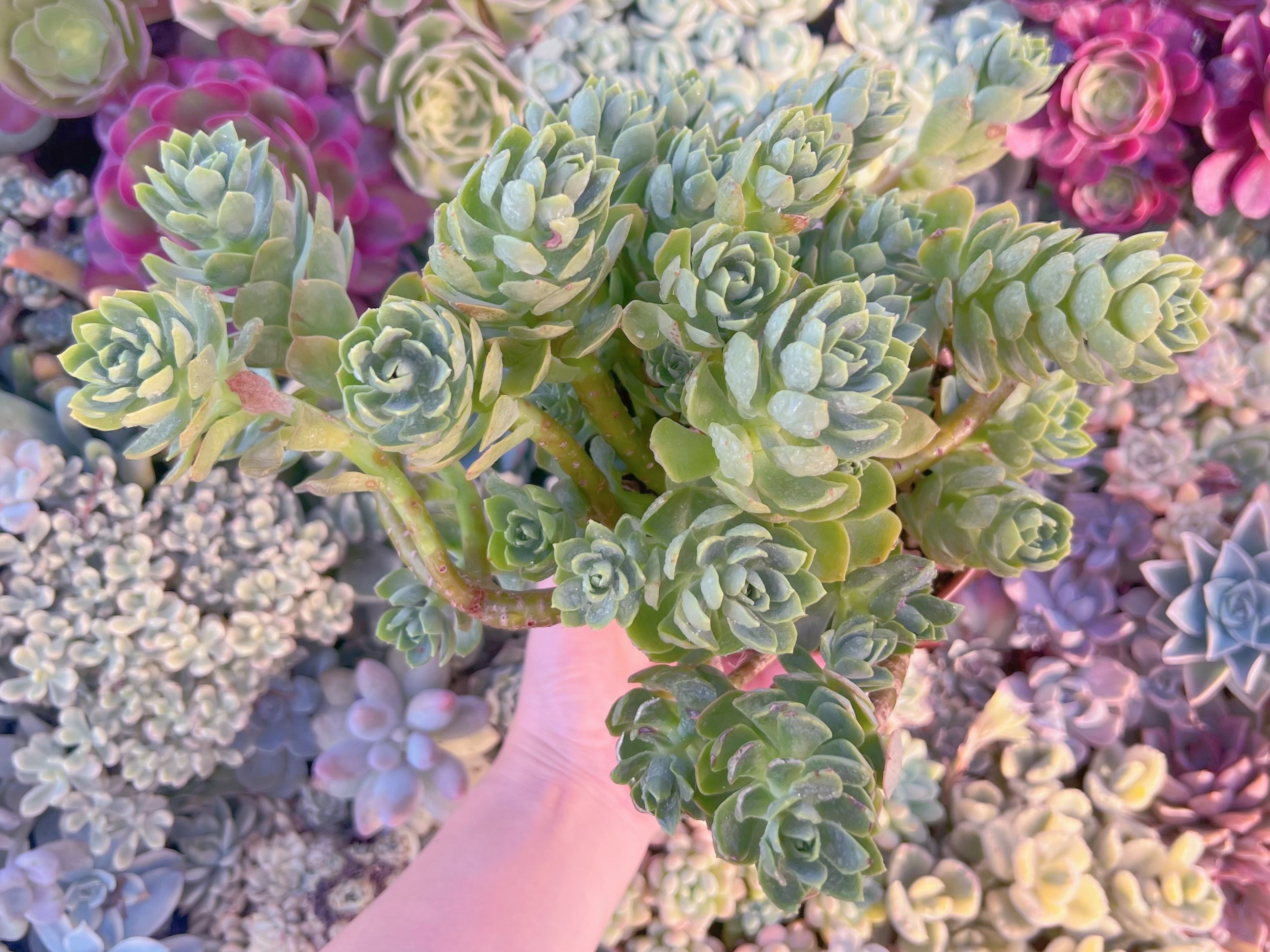 現品　グリーンローズ#050　るる農園