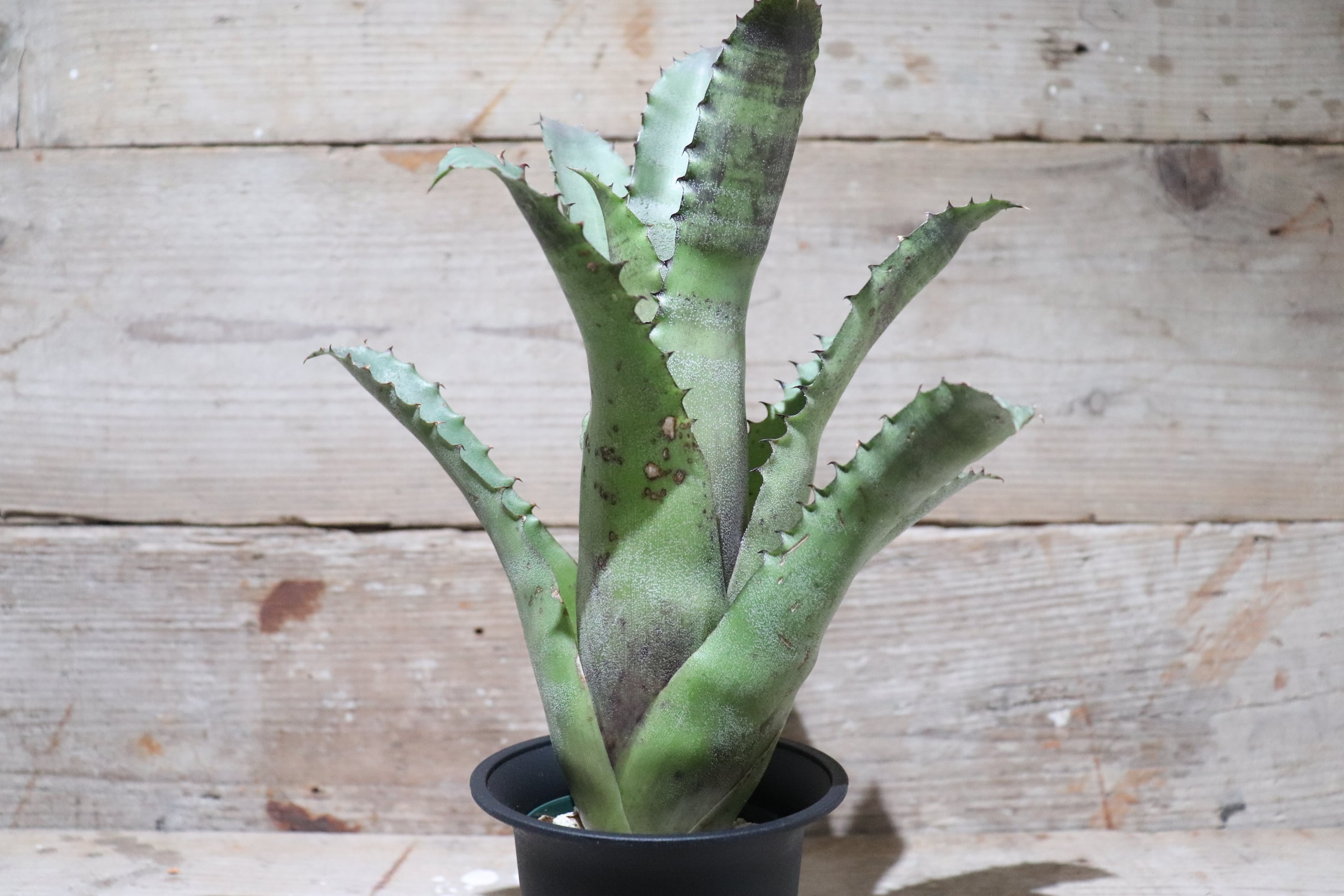 送料無料】 Hohenbergia sp. Sandra's Mountain〔ホヘンベルギア