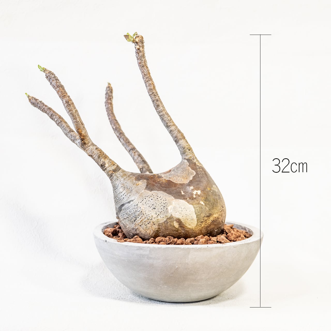 【現地球・発根済】胴回り39㎝!どっしり構えた低重心フォルム、でっぷり極太のグラキリス。無骨な手づくりモルタル鉢に仕立てた特選株/育て方がわかる管理シート付き