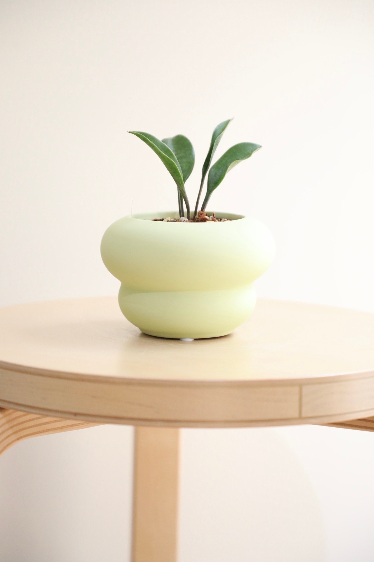 【S】サンスベリア スプーン/Sanseveria