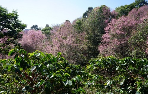 【Premium experience】スポット Thailand  Huai Chompu Anaerobic Natural 100g