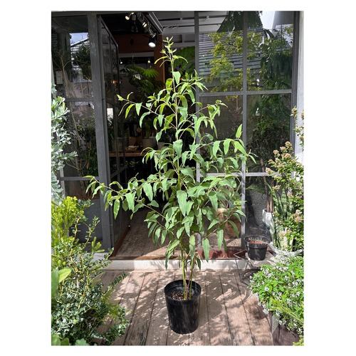 Lemon eucalyptus