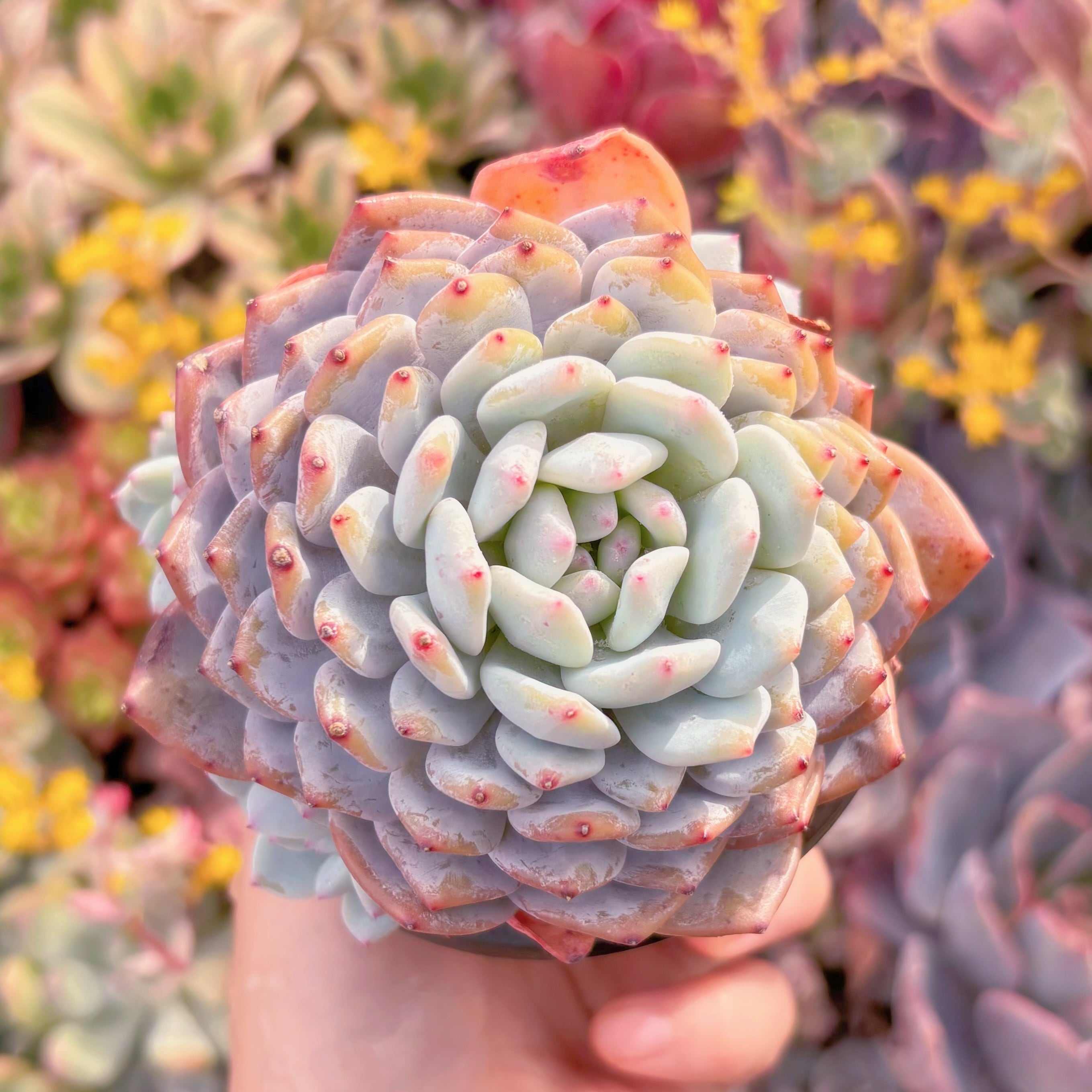 現品　玉芙蓉#M205　大苗　るる農園