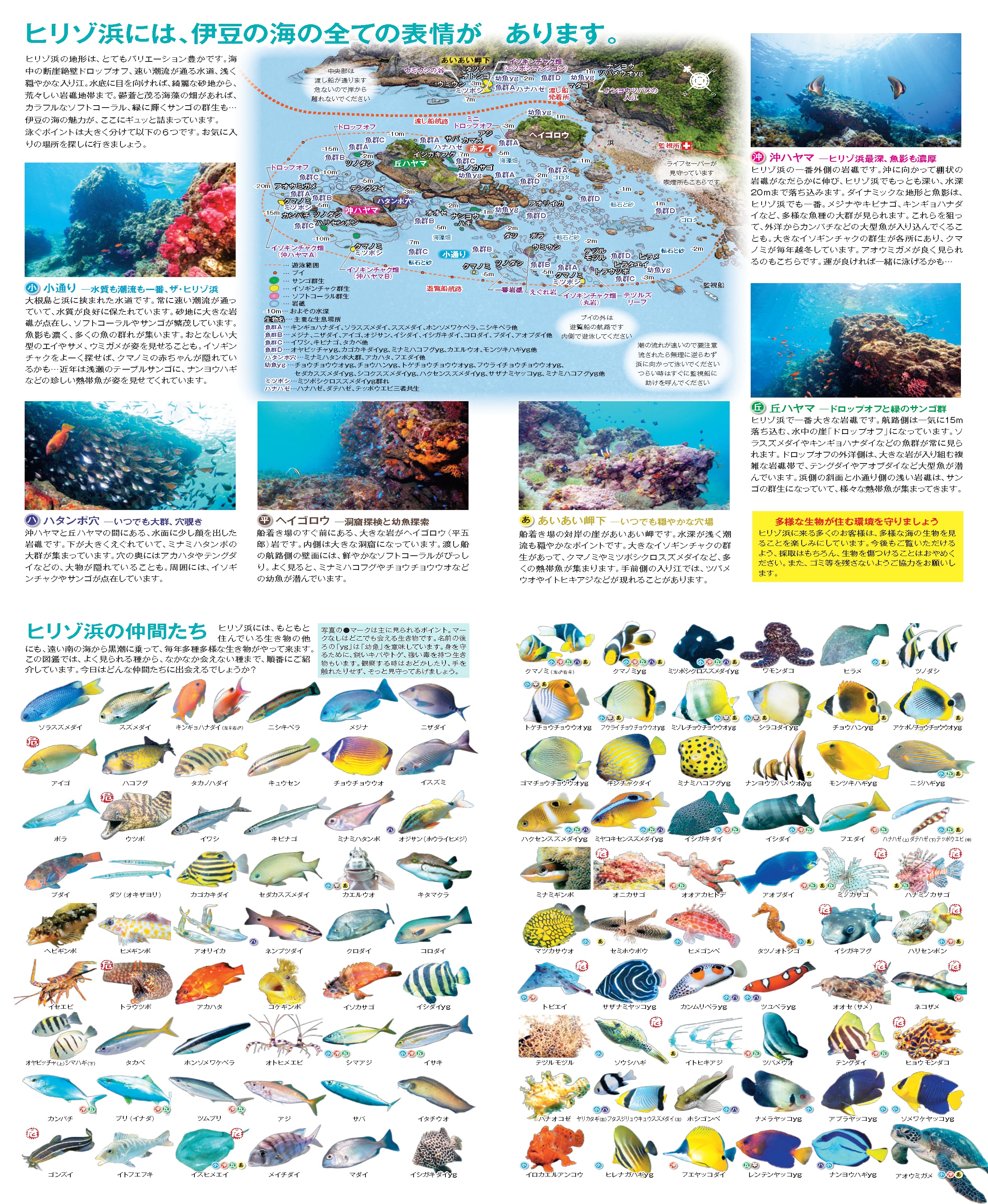 2027年版ヒリゾ浜の図鑑カレンダー | 南伊豆町観光協会（Minamiizu