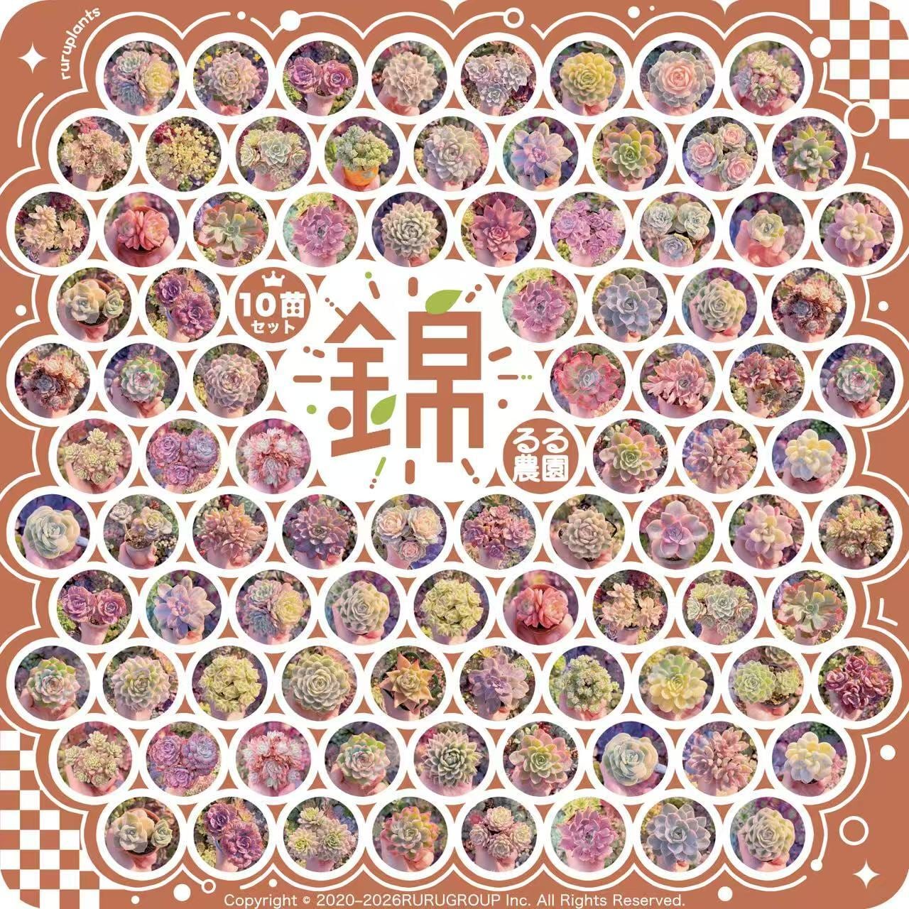 ❤︎るる農園錦セット❤︎