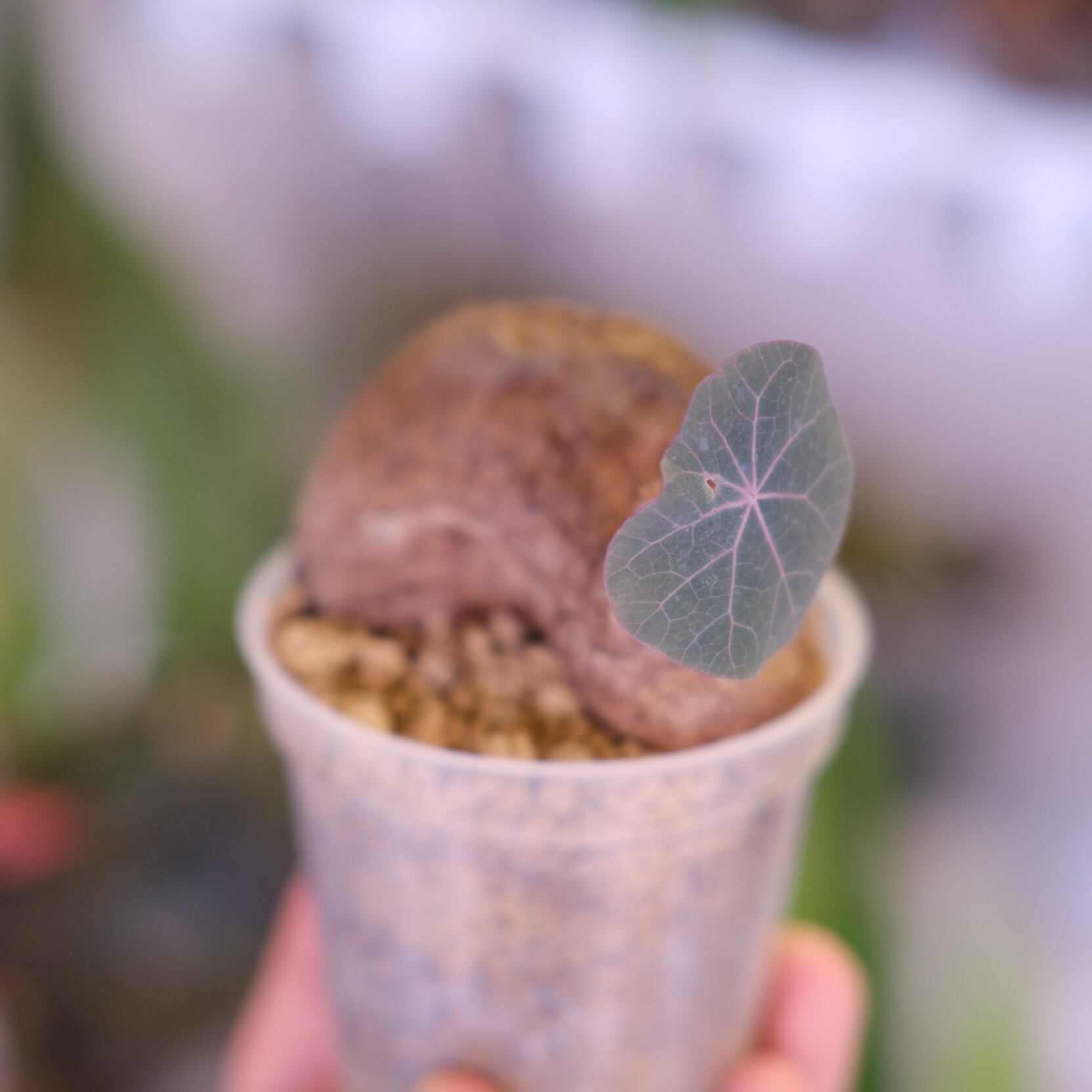 Stephania kaweesakii│ステファニア カウィーサキー②│観葉植物