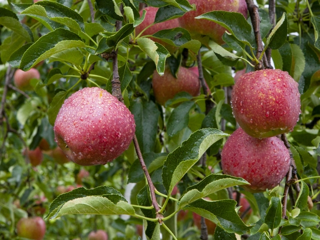 秋映 (あきばえ) ご家庭用 約10kg