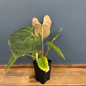 【クリアランス】アンスリウム　luxurians(red) × sp. aff. besseae【185】
