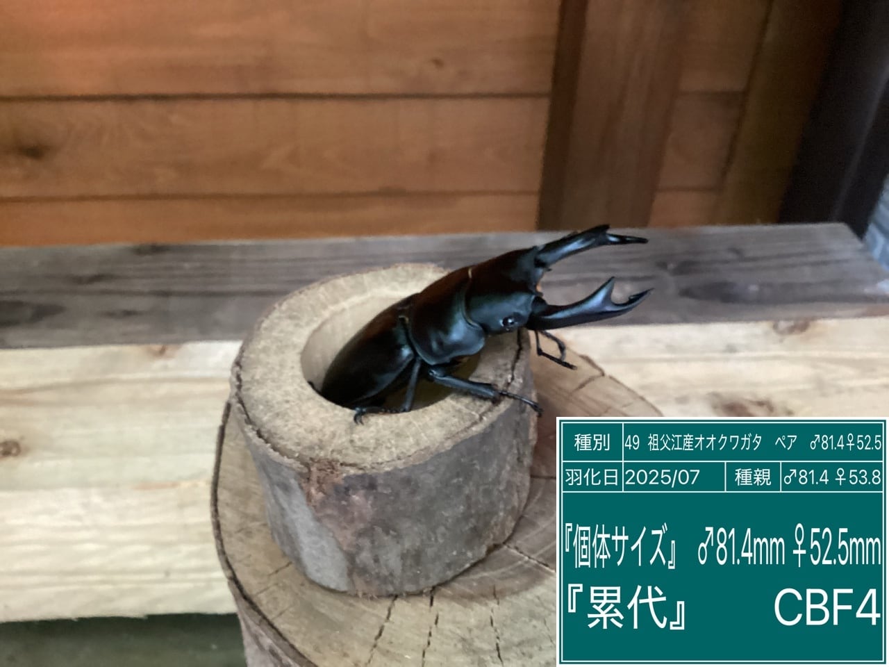 愛知県祖父江産オオクワガタペアNO49 ♂81.4mm♀52.5mm | 国産クワガタ 愛知県祖父江産オオクワガタペアNO49 ♂81.4mm♀52.5mm | 国産クワガタ