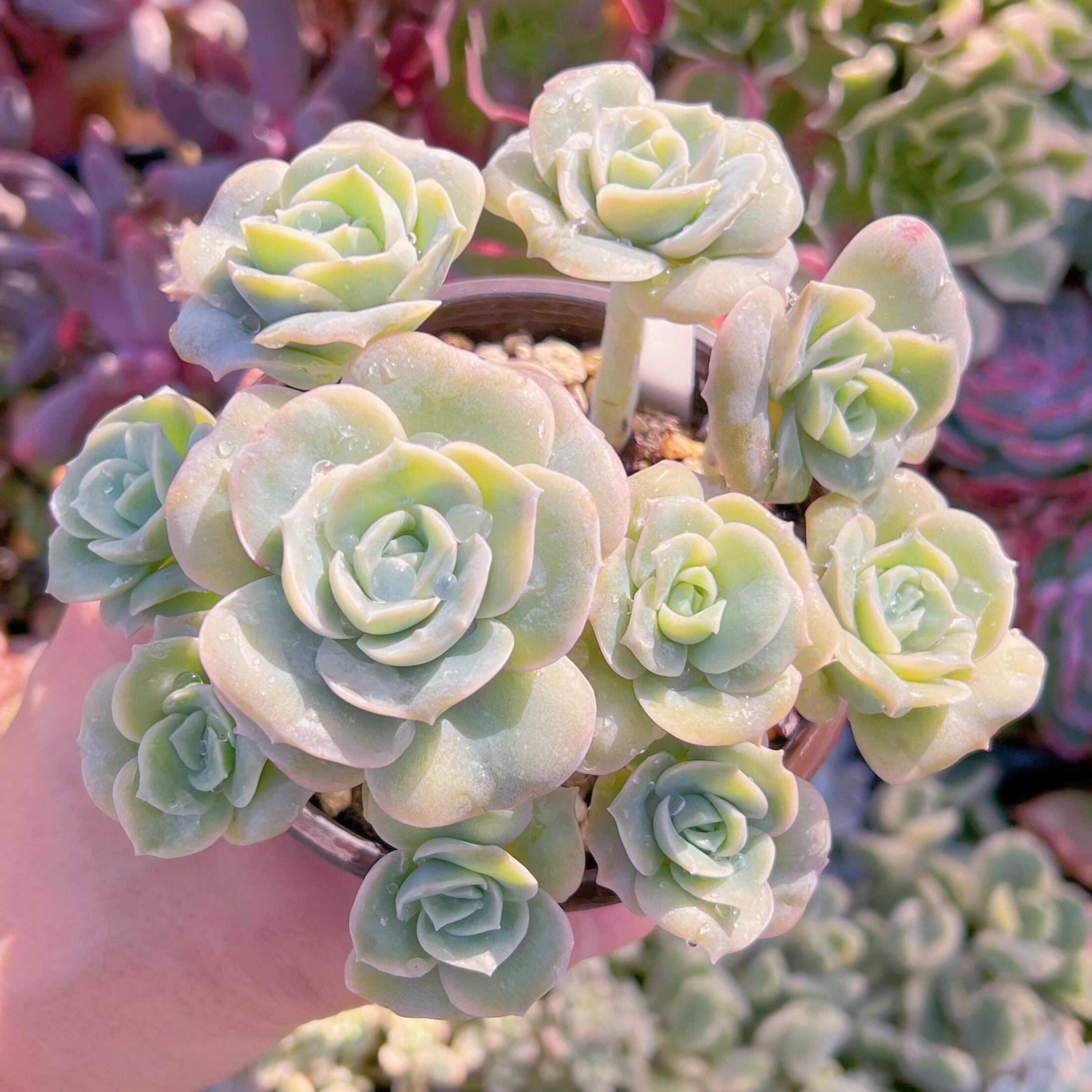 現品　ラブリーローズ#046   古株　るる農園