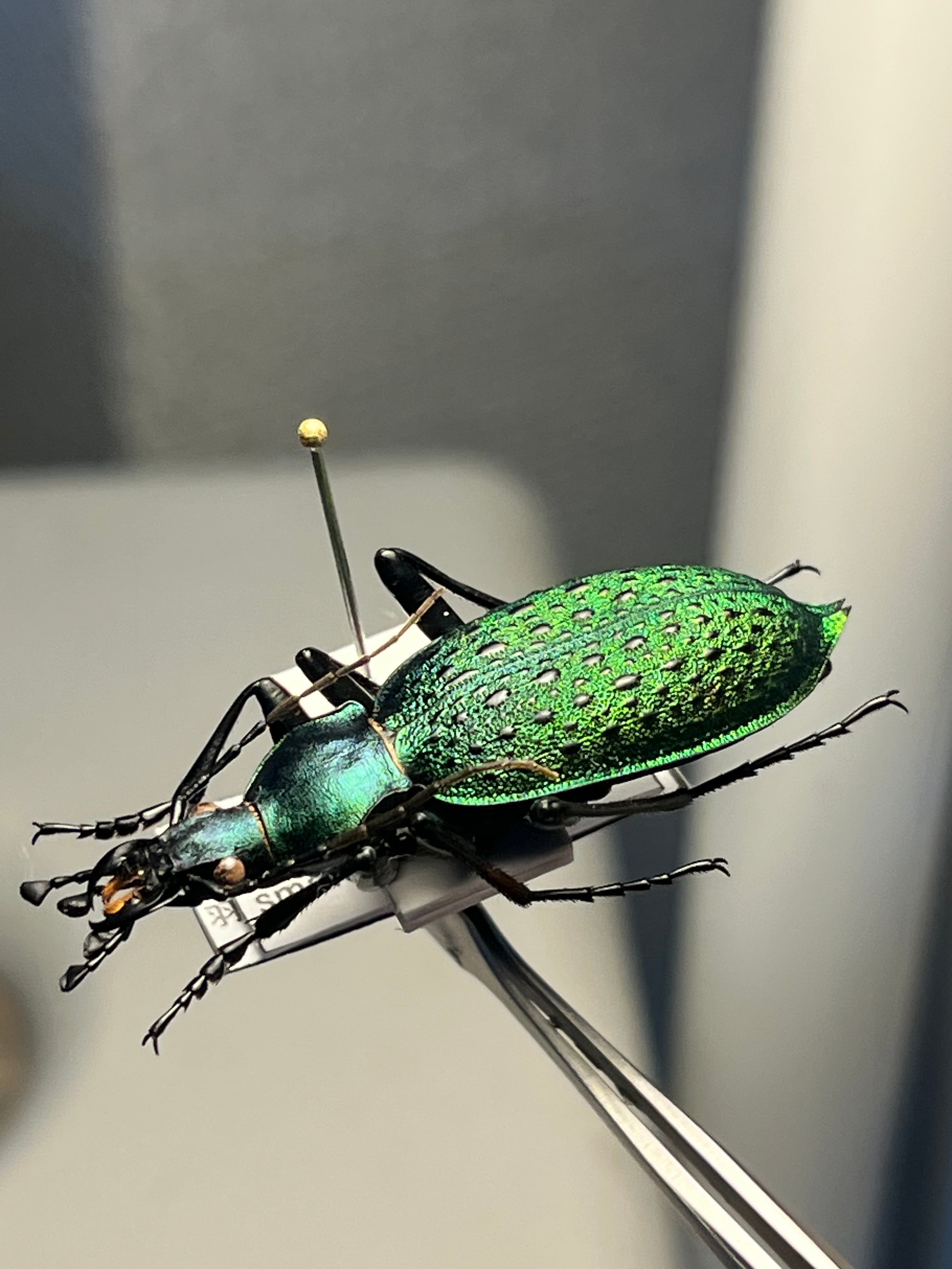 極美個体】アオカブリモドキ オサムシ標本 オサムシ マイマイカブリ