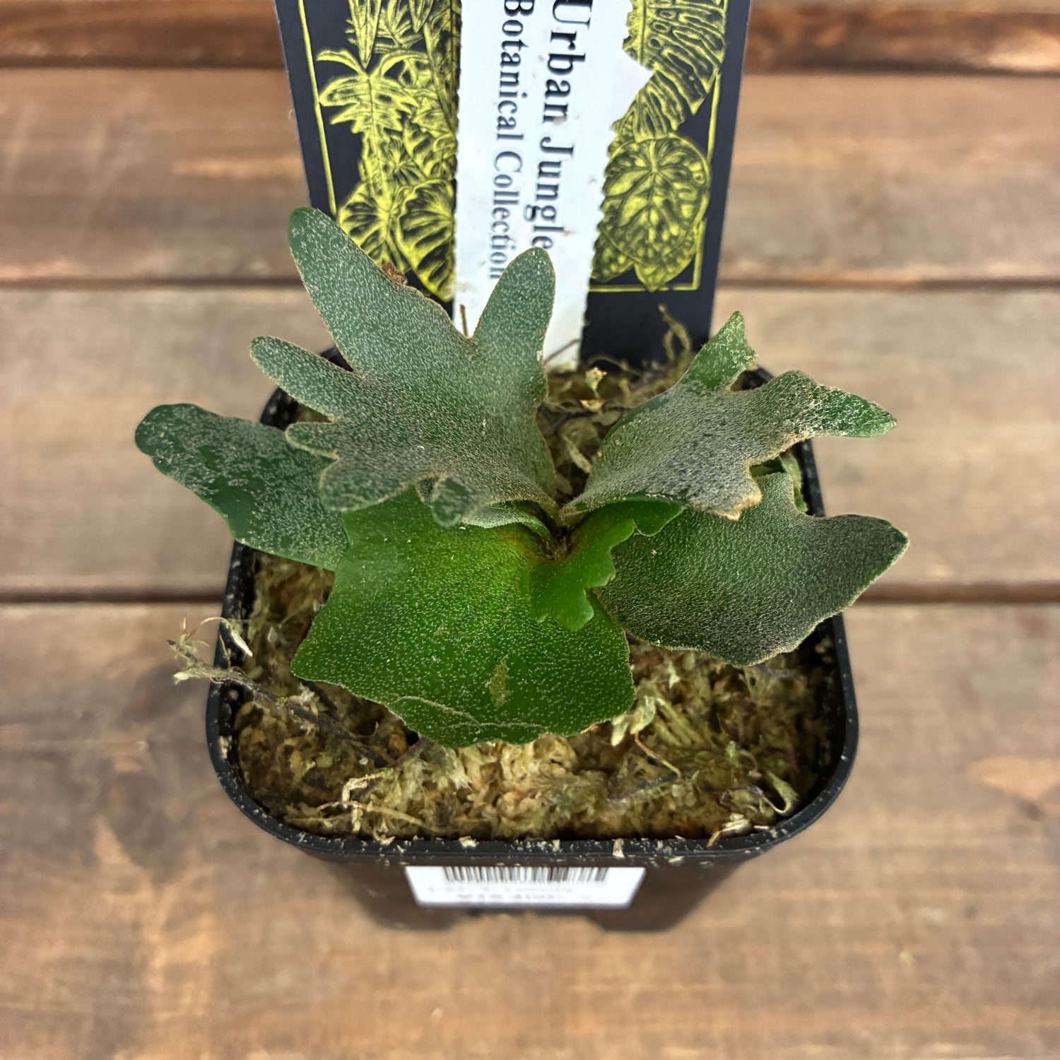 ビカクシダ　セット　フィッシュボーン　OMG　リドレイドワーフ　など ビカクシダ | PROTOLEAF プロトリーフ