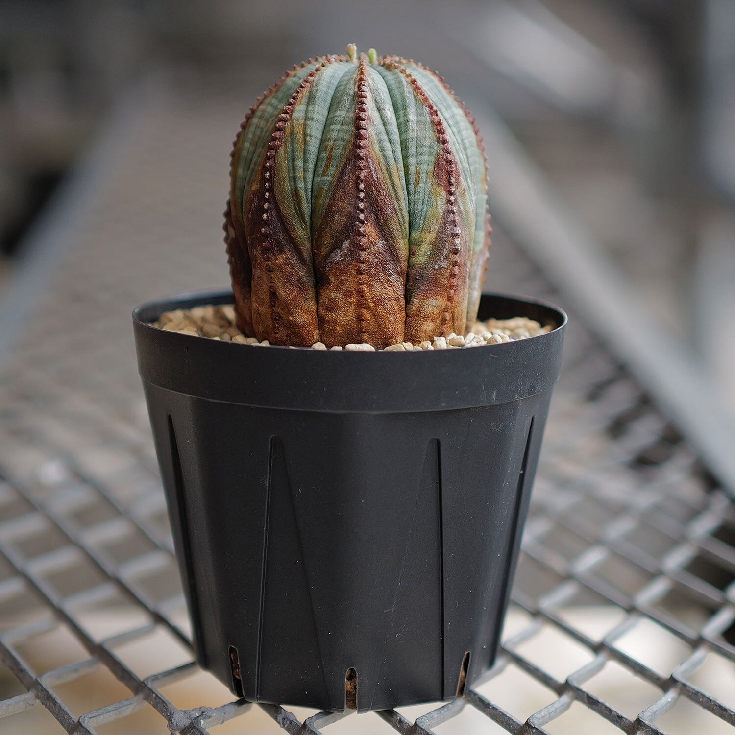 メス株 美模様 木質化 オベサ / ユーフォルビア | LIGHTHOUSE.PLANTS